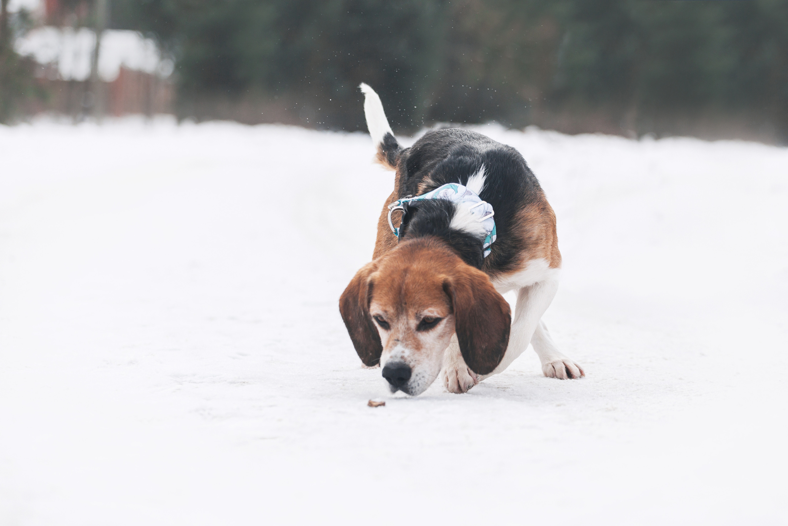 Группа помощи Дом для бигля 2023. Фотограф-анималист Татьяна Степанова