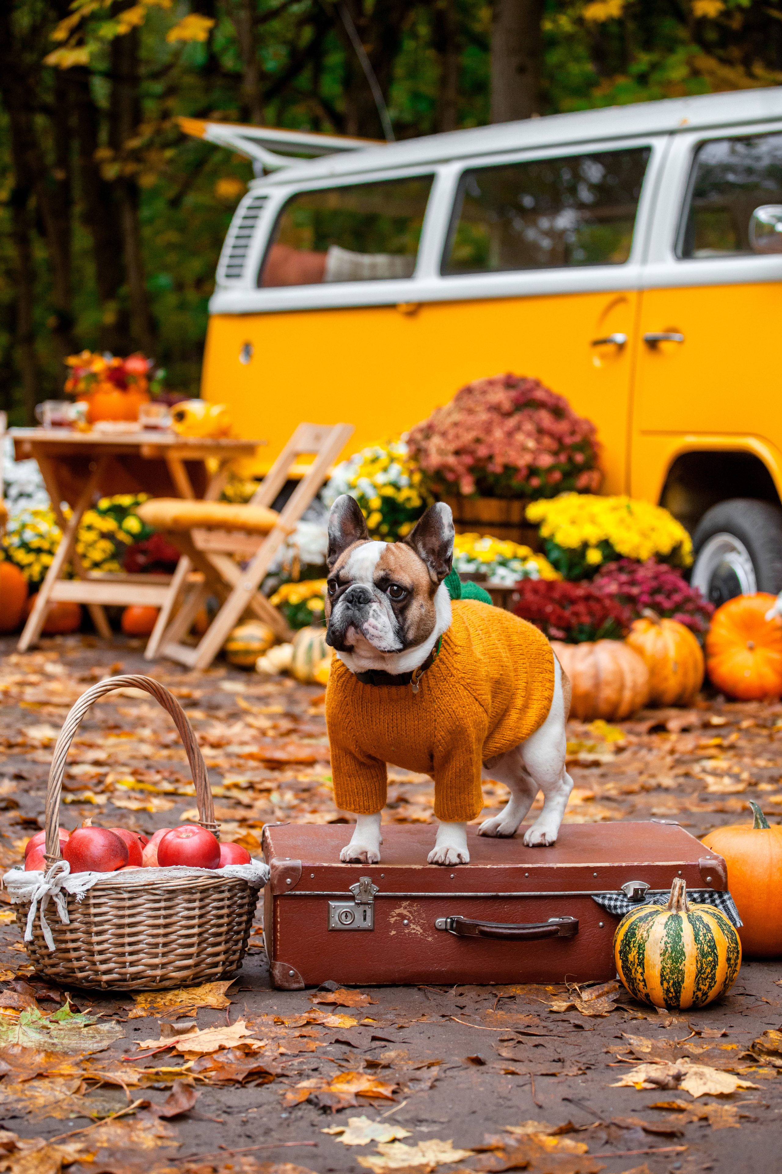 Съемка с ретро автобусом. Фотограф-анималист Татьяна Степанова