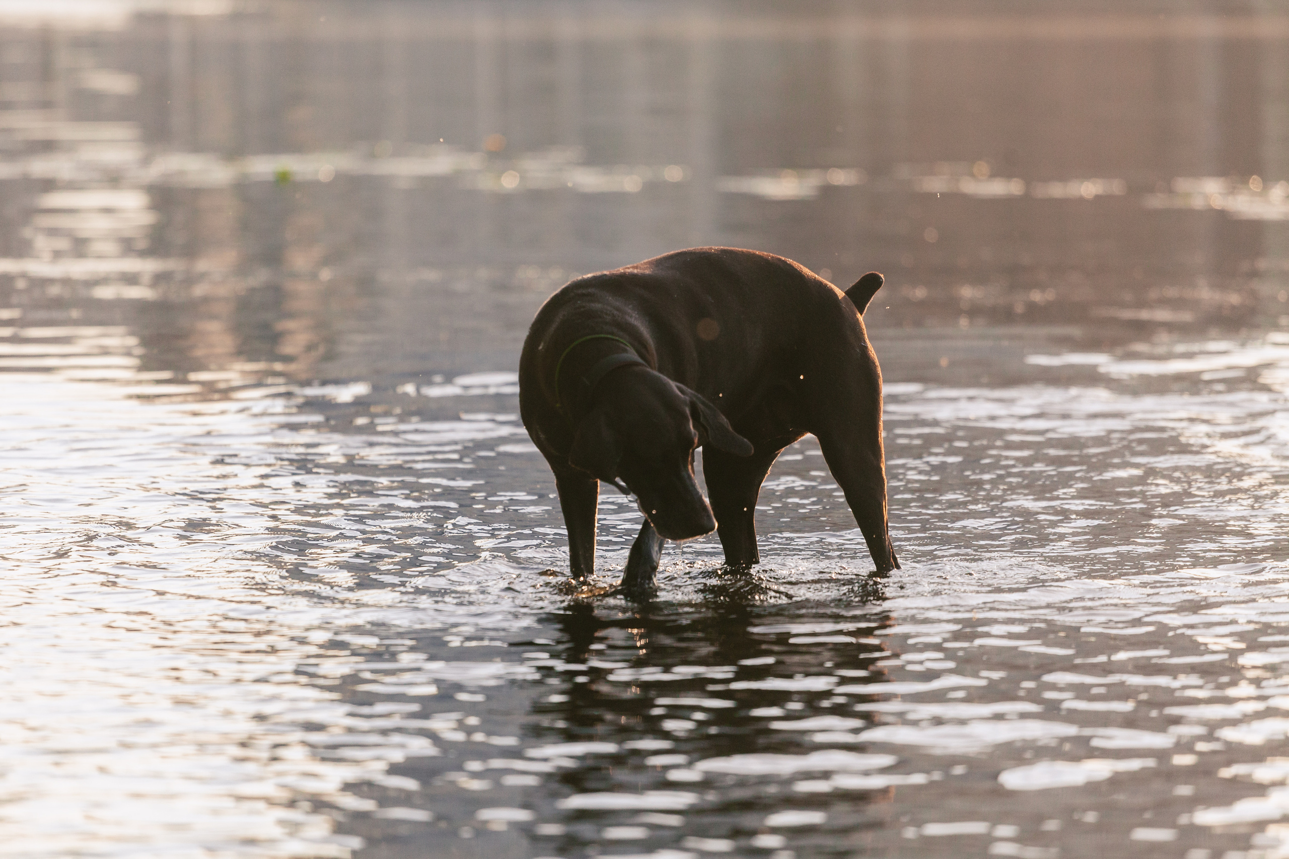 Рассветная съемка в ПКИО Северное Тушино. Фотограф-анималист Татьяна Степанова