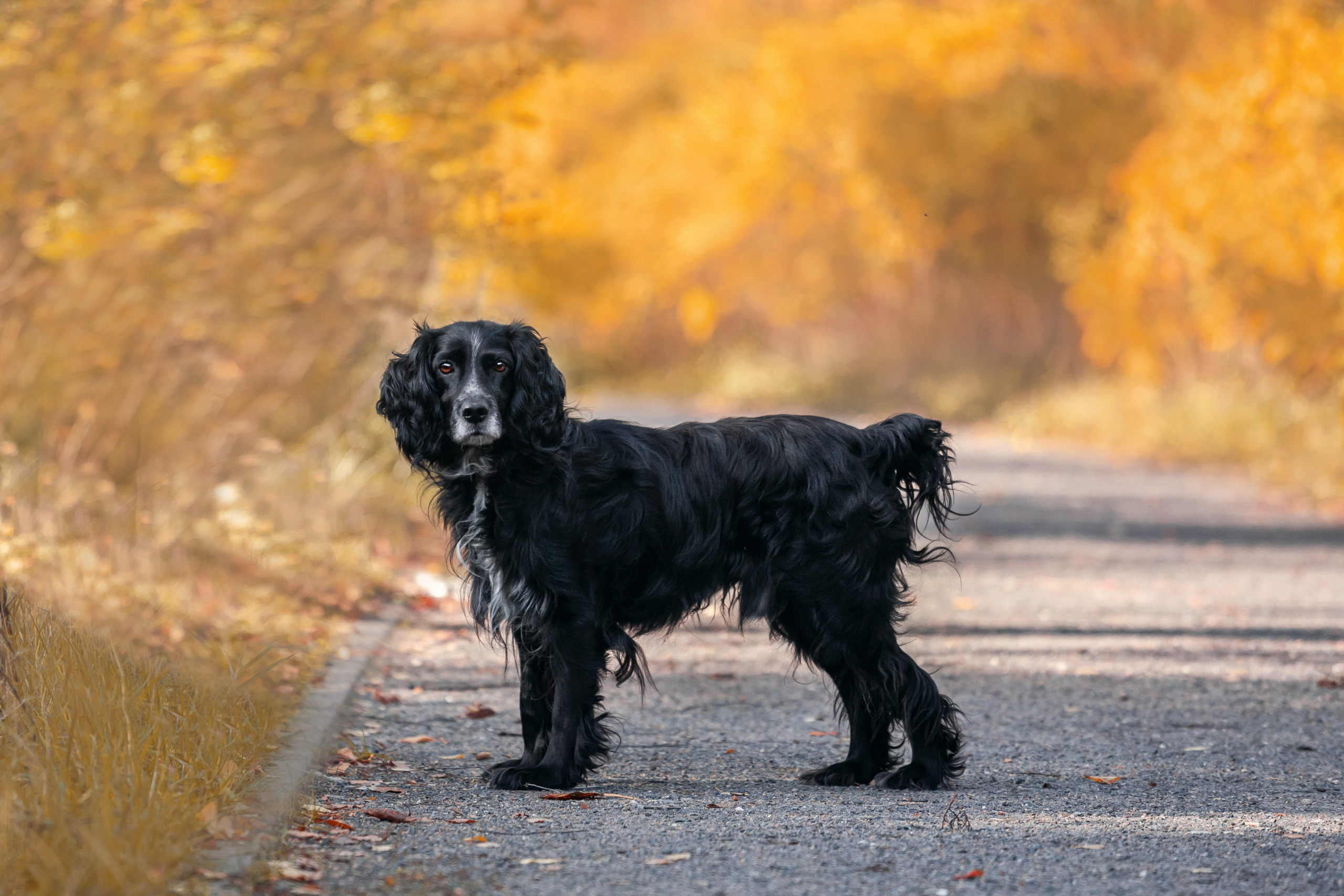Барон и Лара 2022. Фотограф-анималист Татьяна Степанова