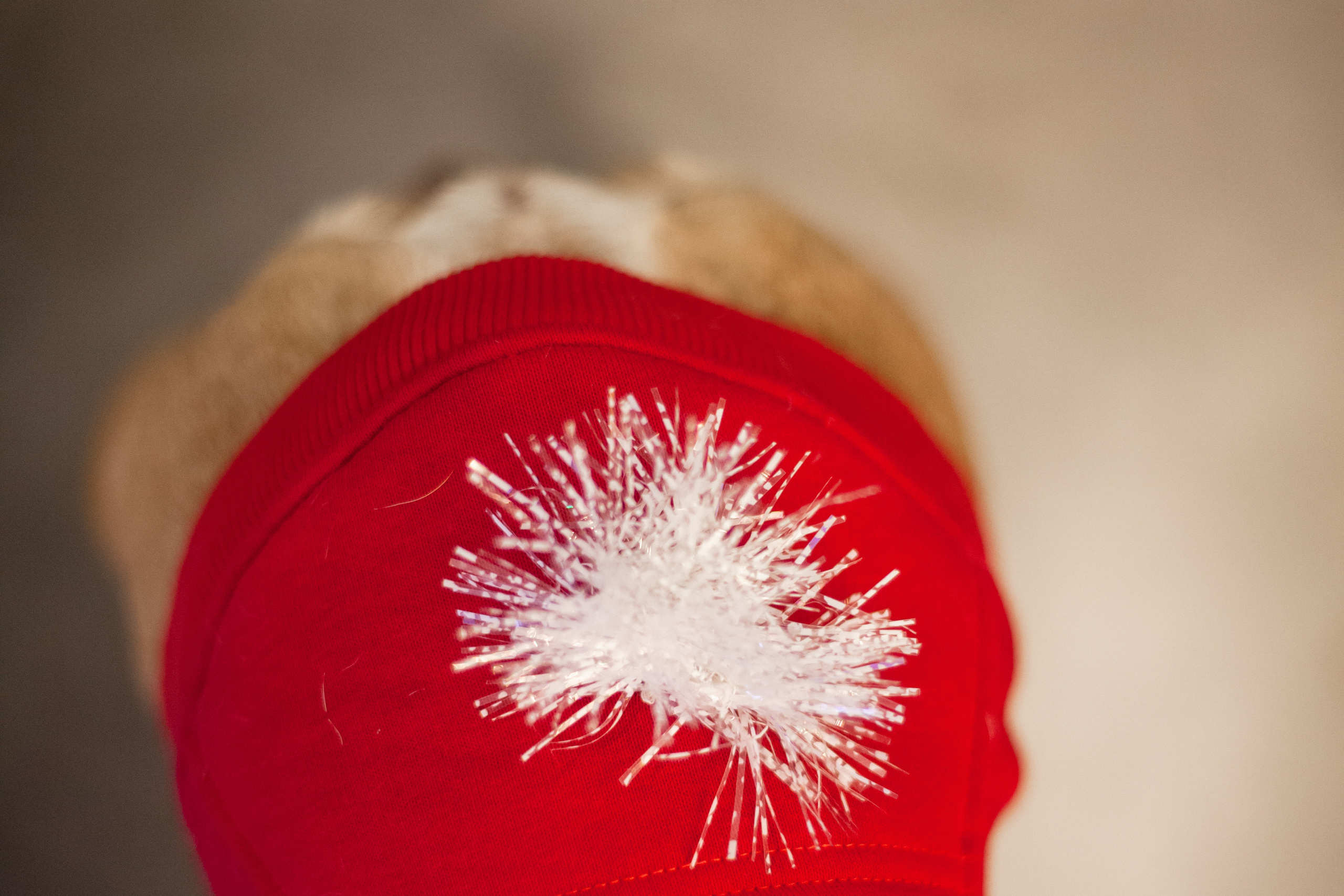 Бульелка 2022. Фотограф-анималист Татьяна Степанова