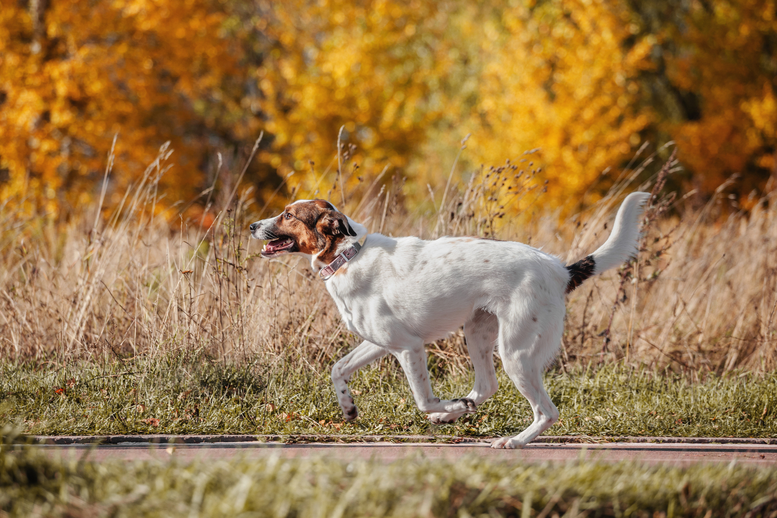 Барон и Лара 2022. Фотограф-анималист Татьяна Степанова