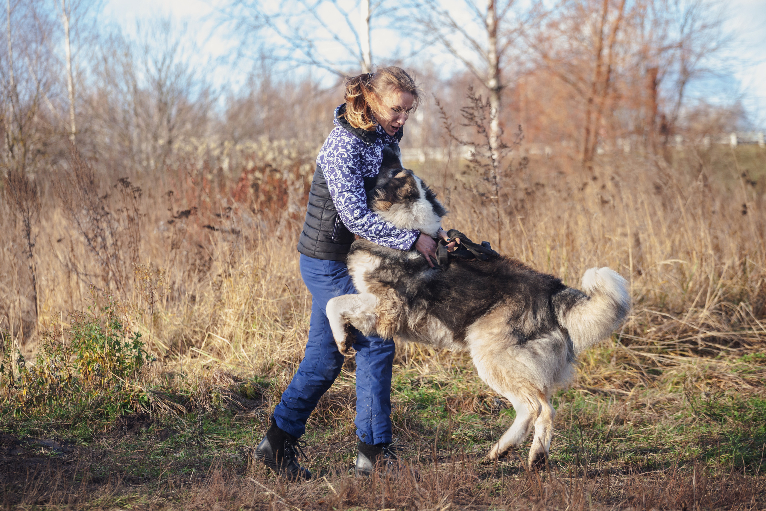 Фонд помощи кавказским овчаркам (Дудусик дог) 2022. Фотограф-анималист Татьяна Степанова