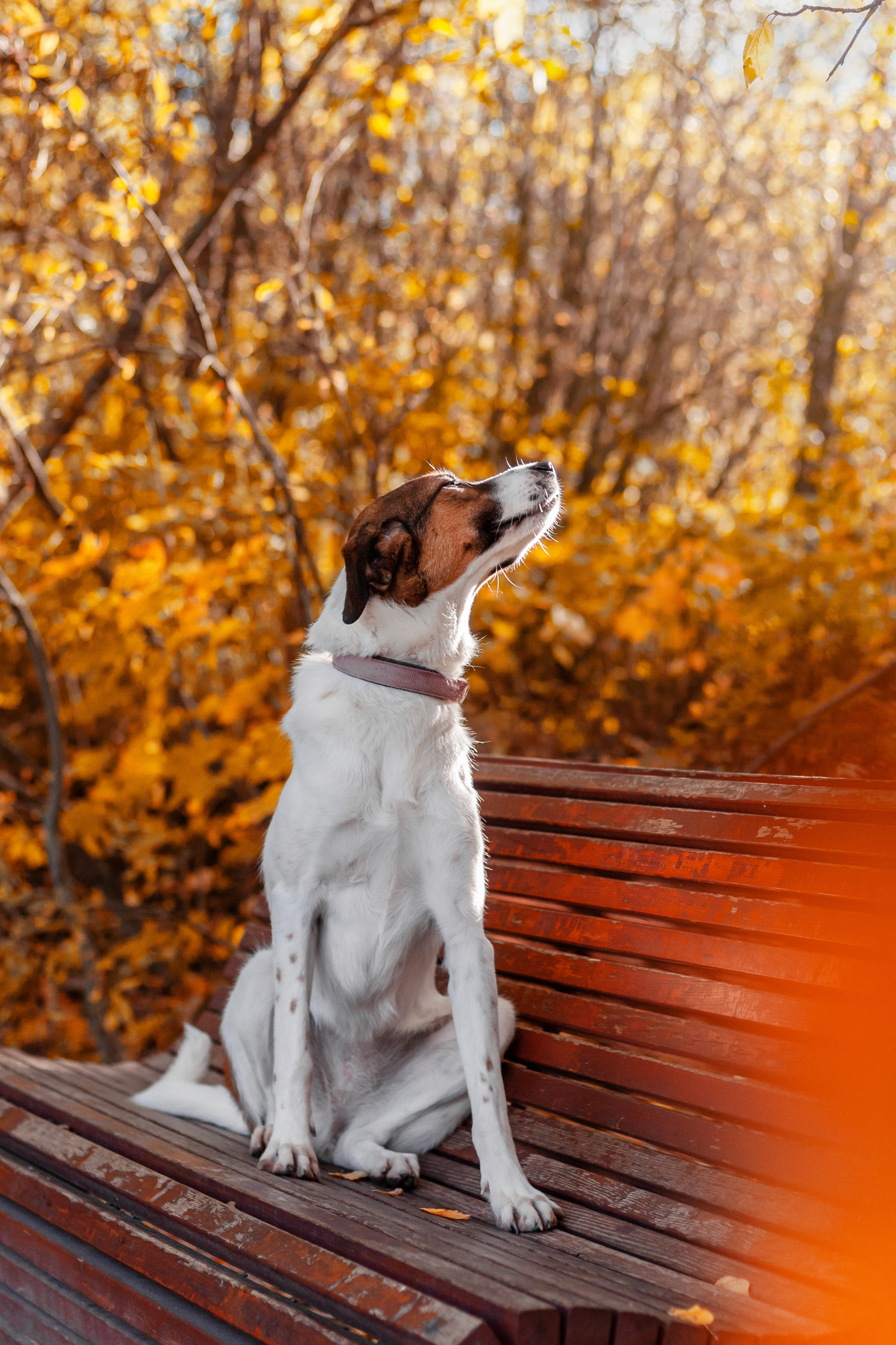 Барон и Лара 2022. Фотограф-анималист Татьяна Степанова