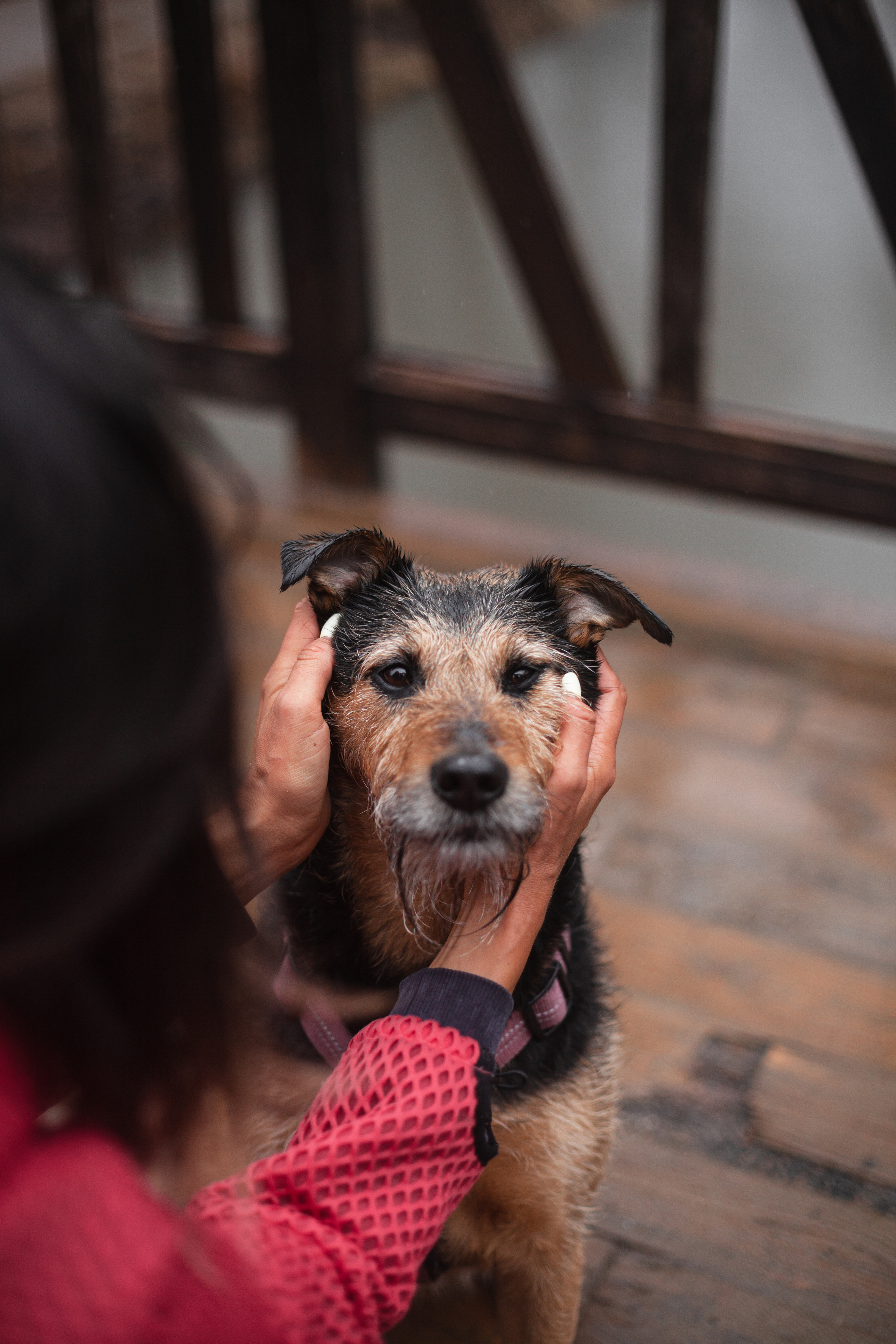 Лиза и Бренда. Фотограф-анималист Татьяна Степанова