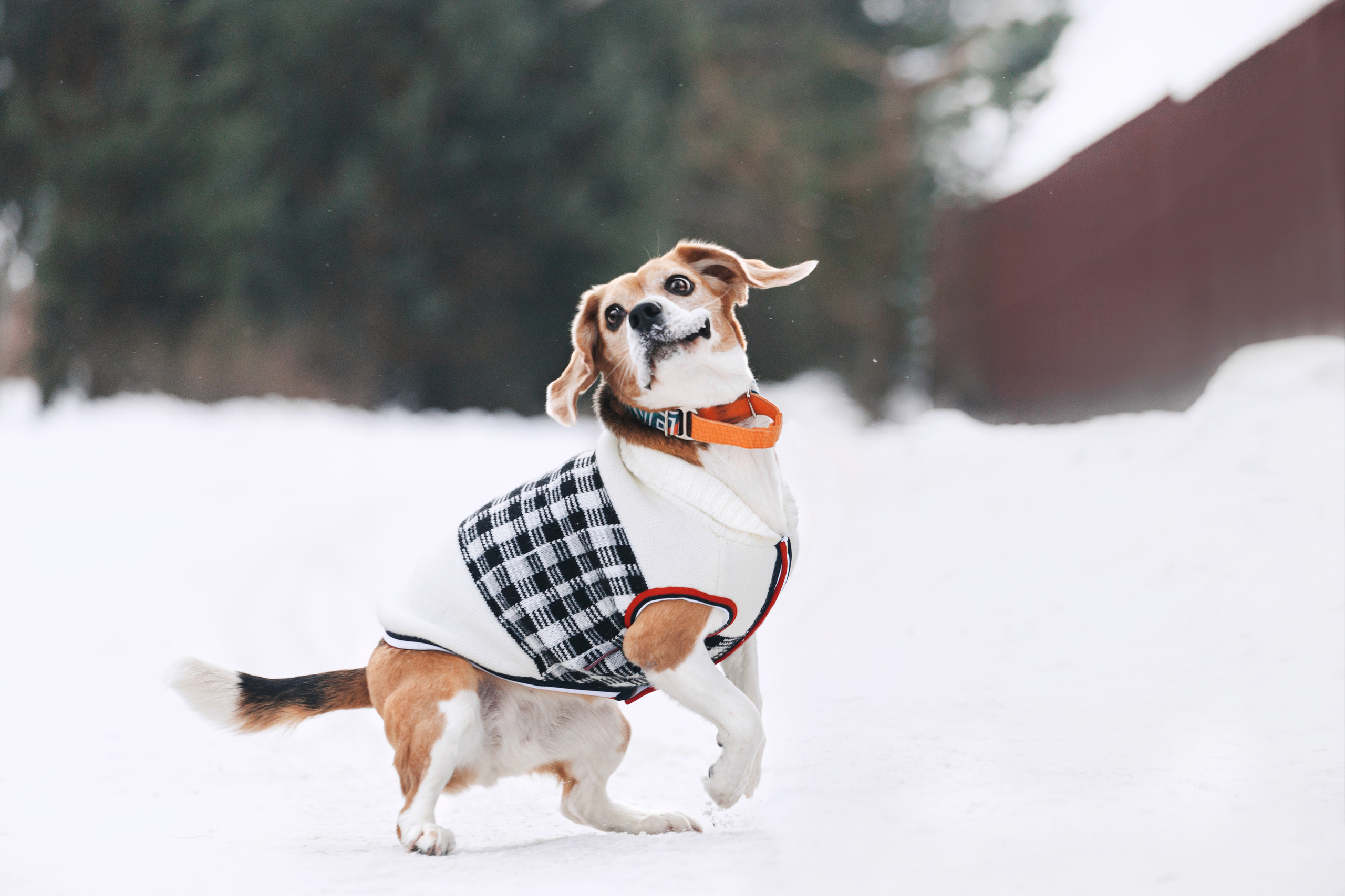 Группа помощи Дом для бигля 2023. Фотограф-анималист Татьяна Степанова