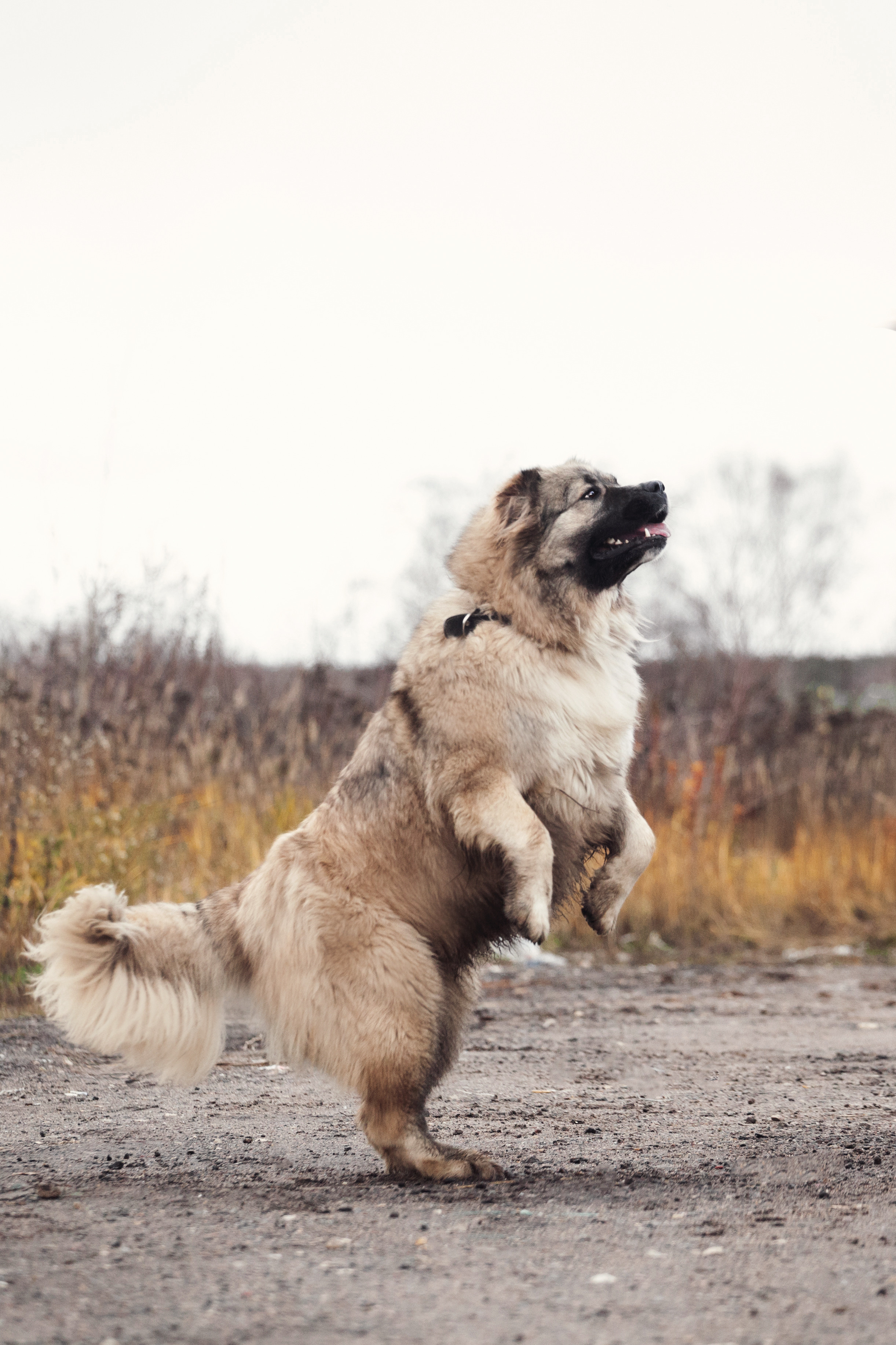 Фонд помощи кавказским овчаркам (Дудусик дог) 2022. Фотограф-анималист Татьяна Степанова