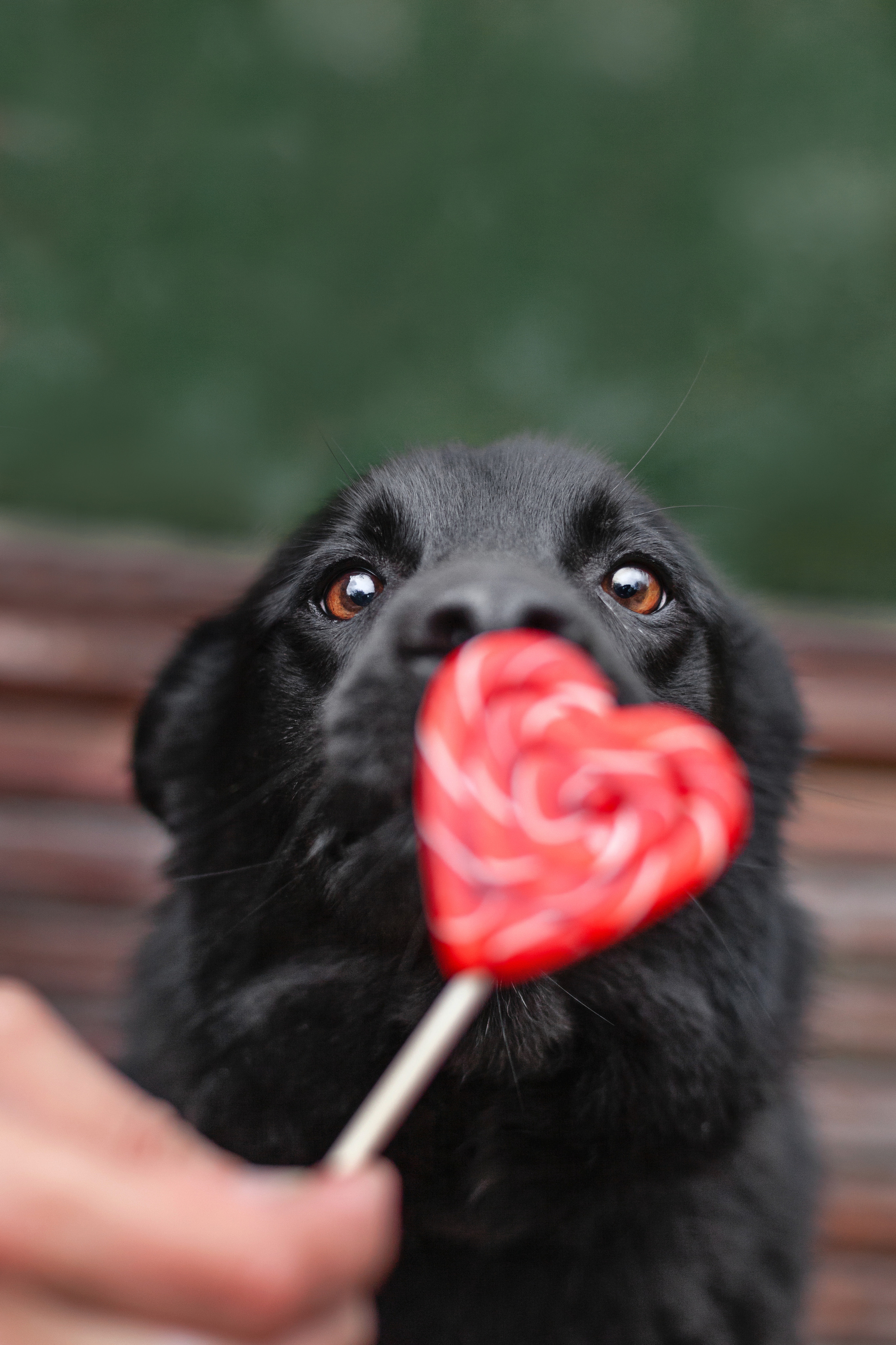 Съемка 3 собак в цветении 2023. Фотограф-анималист Татьяна Степанова