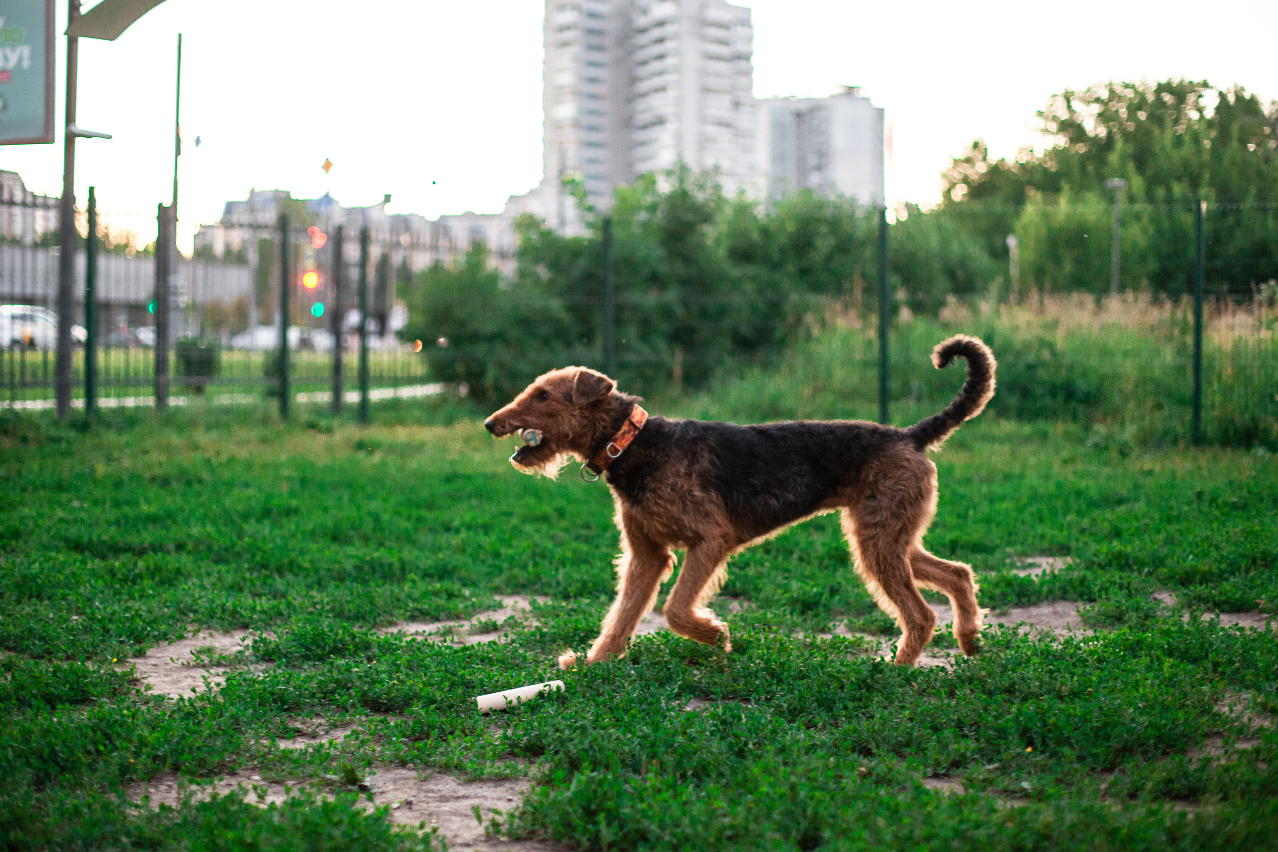 Занятие ЗКС+Выборка 2022. Фотограф-анималист Татьяна Степанова