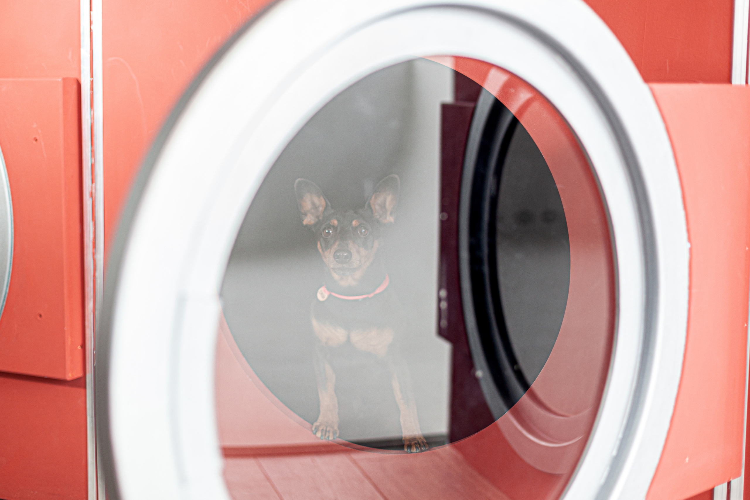 Александра и пинчеры Майя и Джой. Фотограф-анималист Татьяна Степанова