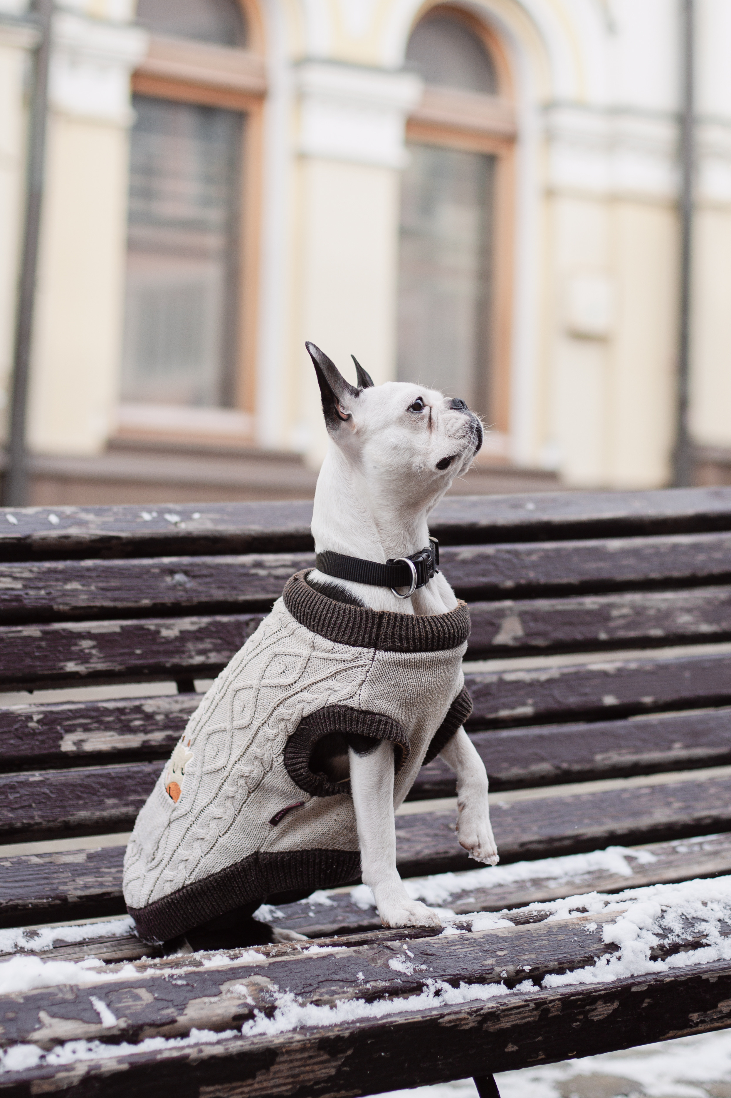 Василиса и Мира Кузнецкий мост. Фотограф-анималист Татьяна Степанова