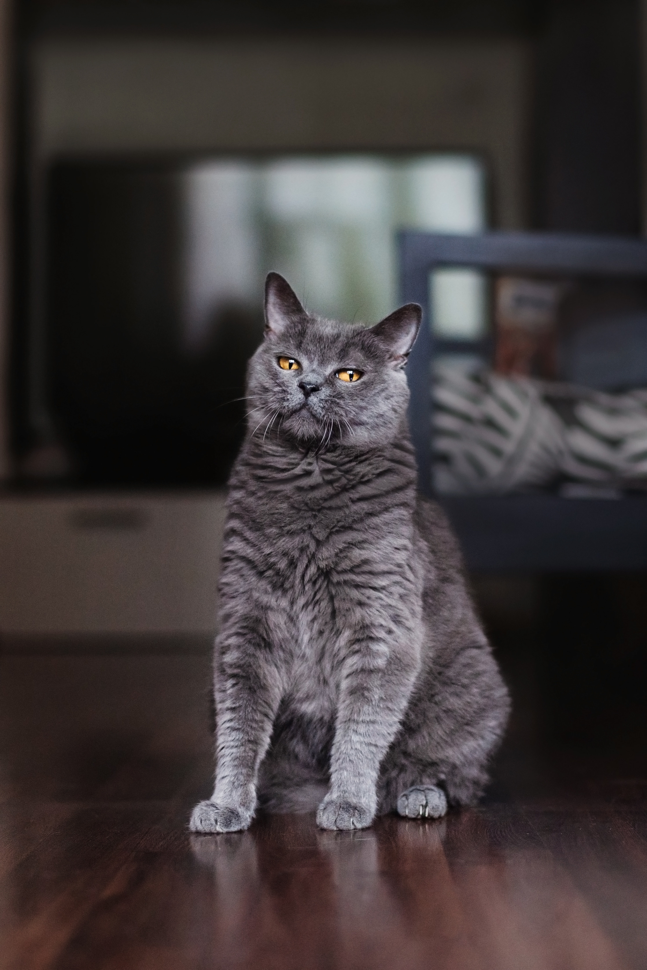 Кристи 2022. Фотограф-анималист Татьяна Степанова