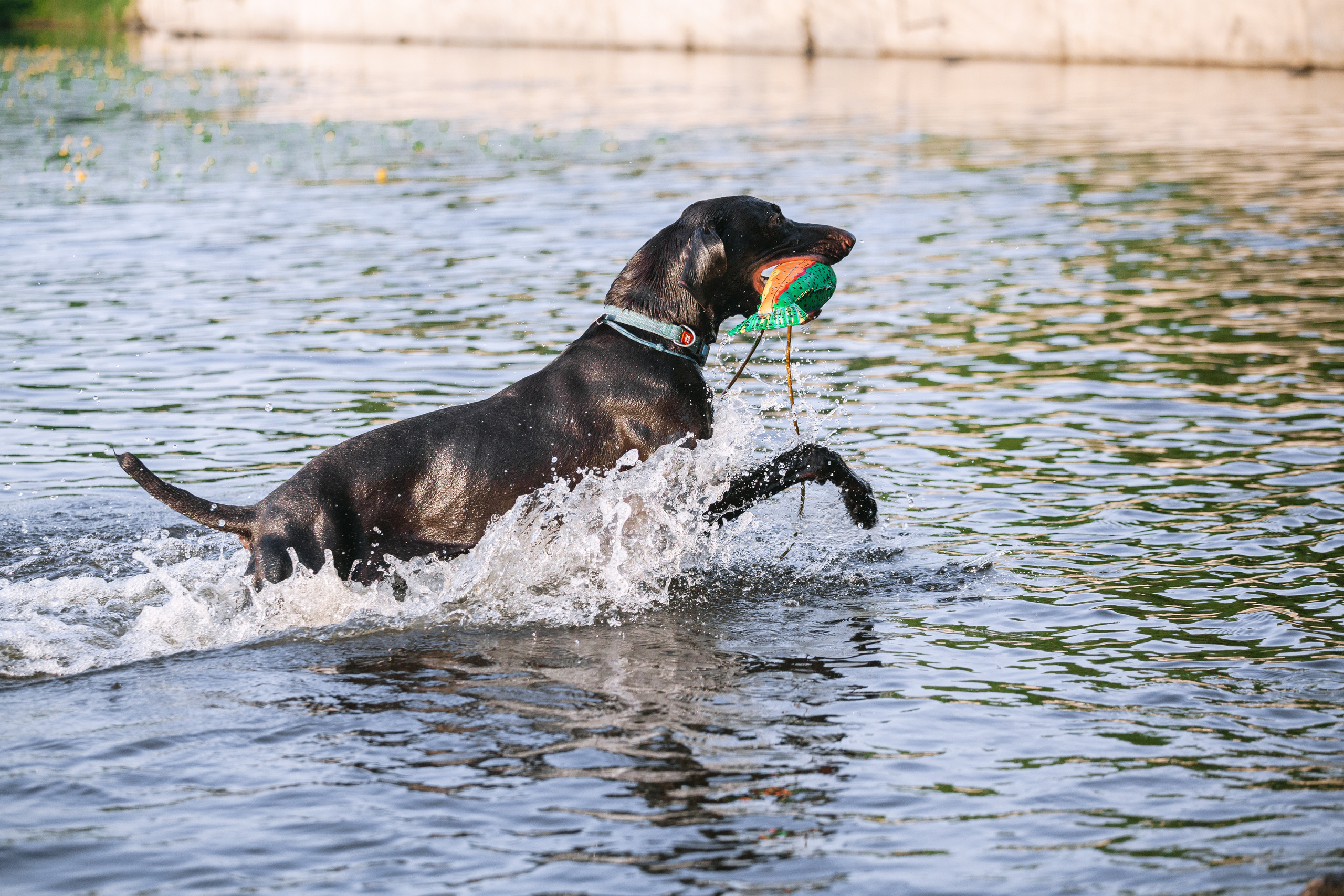 Рассветная съемка в ПКИО Северное Тушино. Фотограф-анималист Татьяна Степанова