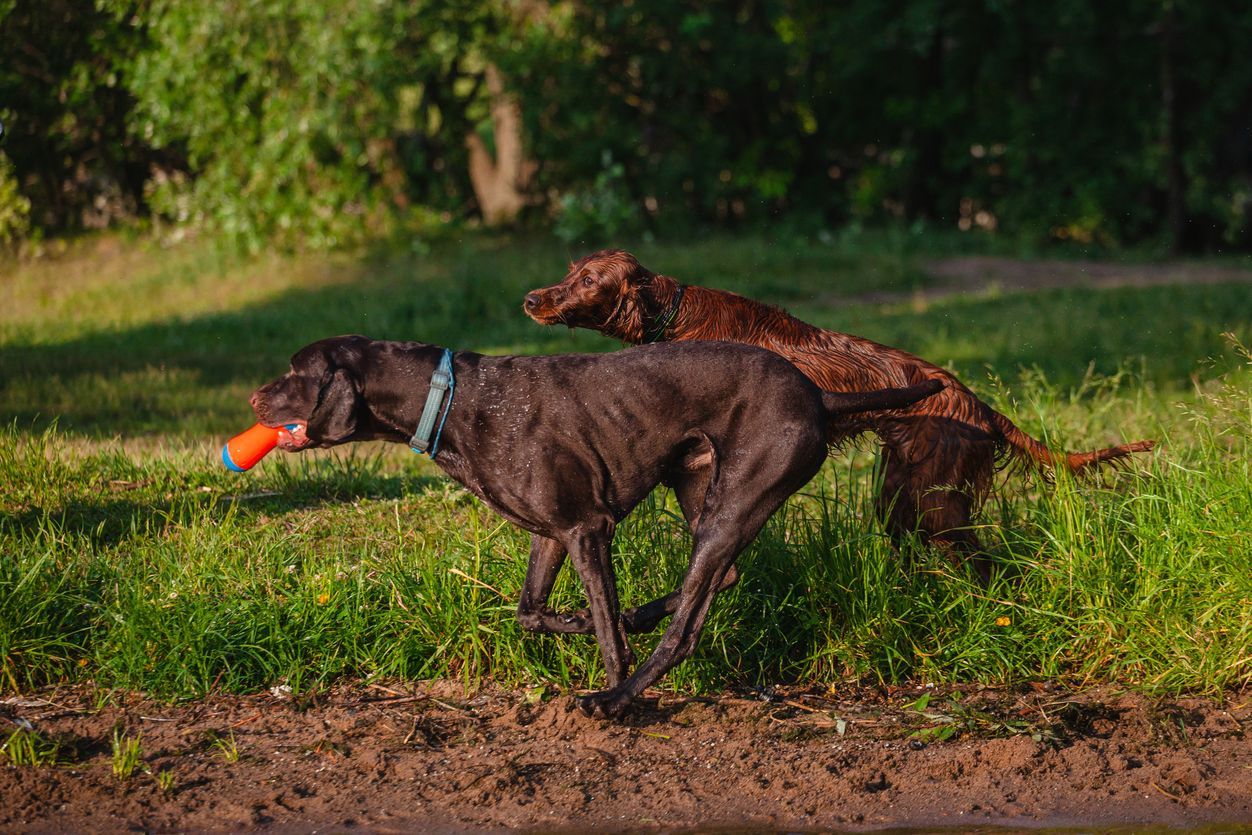 Рассветная съемка в ПКИО Северное Тушино. Фотограф-анималист Татьяна Степанова