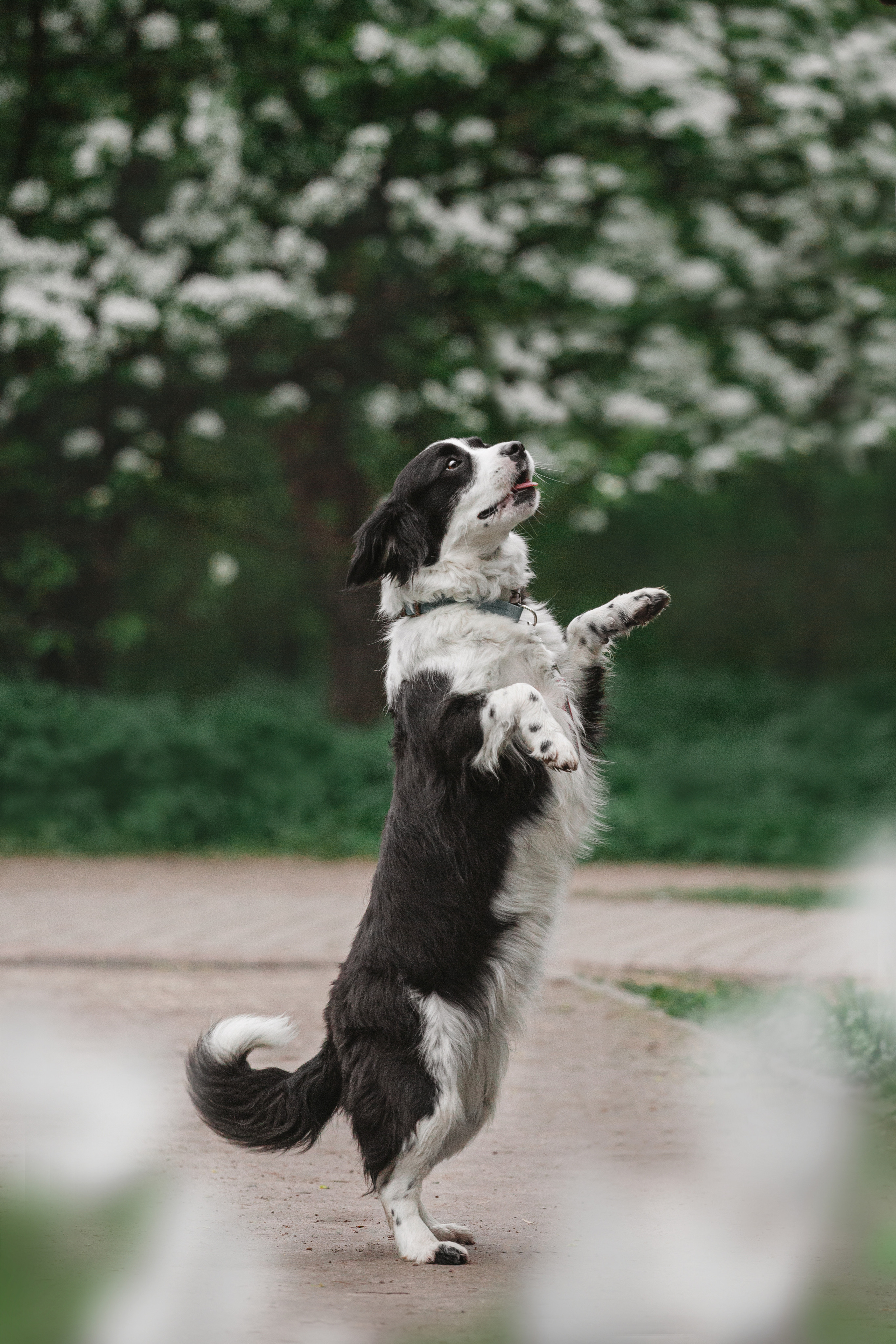 Съемка 3 собак в цветении 2023. Фотограф-анималист Татьяна Степанова