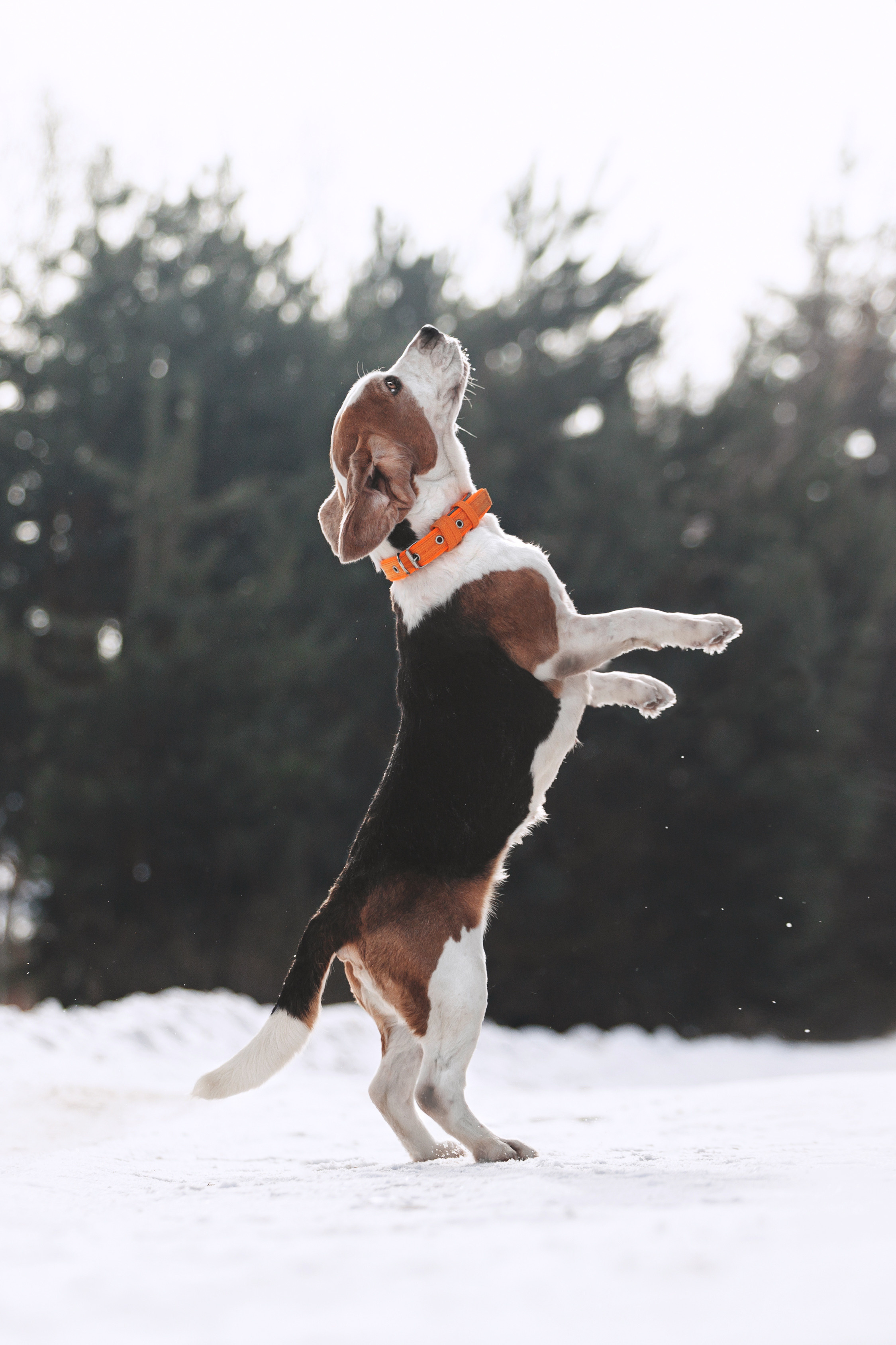 Группа помощи Дом для бигля 2023. Фотограф-анималист Татьяна Степанова