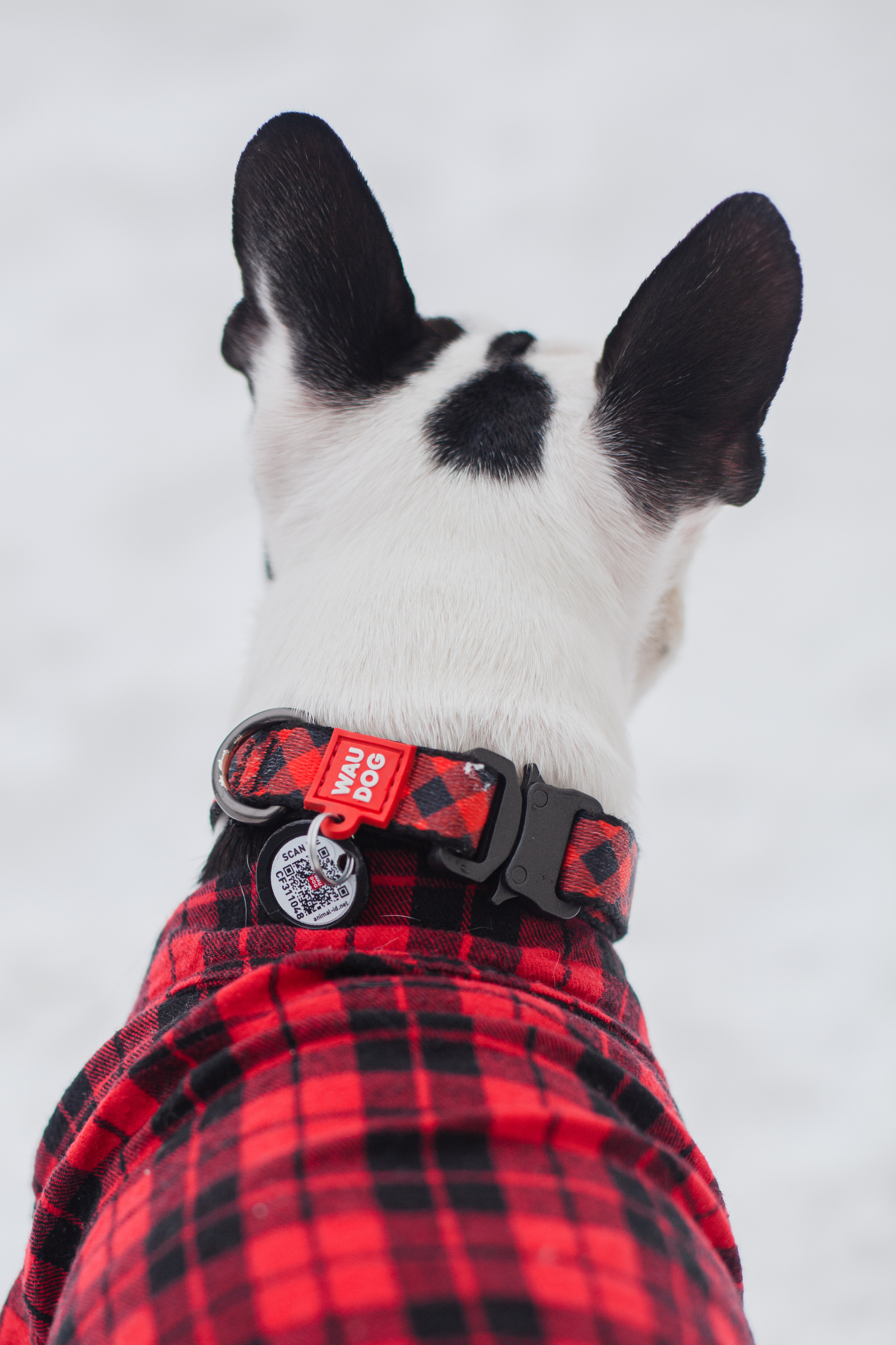 Василиса и Мира Кузнецкий мост. Фотограф-анималист Татьяна Степанова