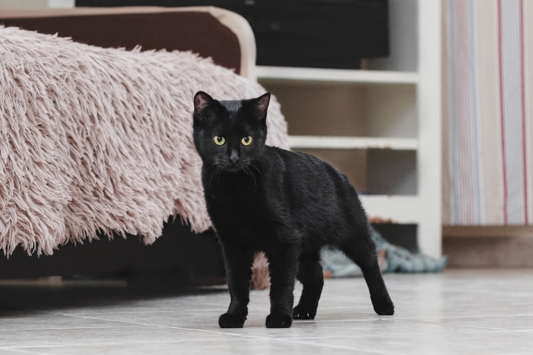 Домашняя съемка 2 собак и кошки 2023. Фотограф-анималист Татьяна Степанова