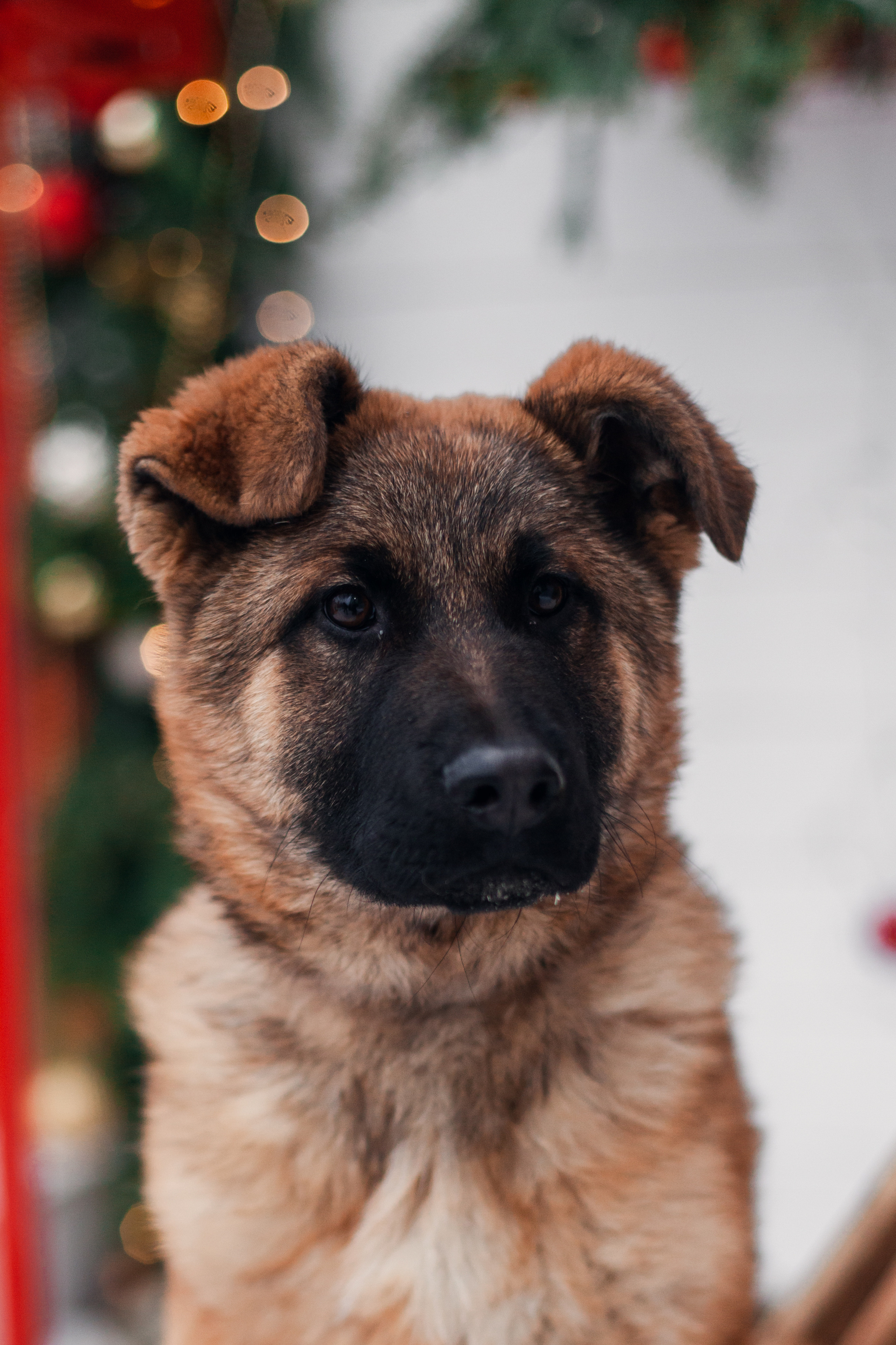 Новогодняя серия с ретромашиной. Фотограф-анималист Татьяна Степанова