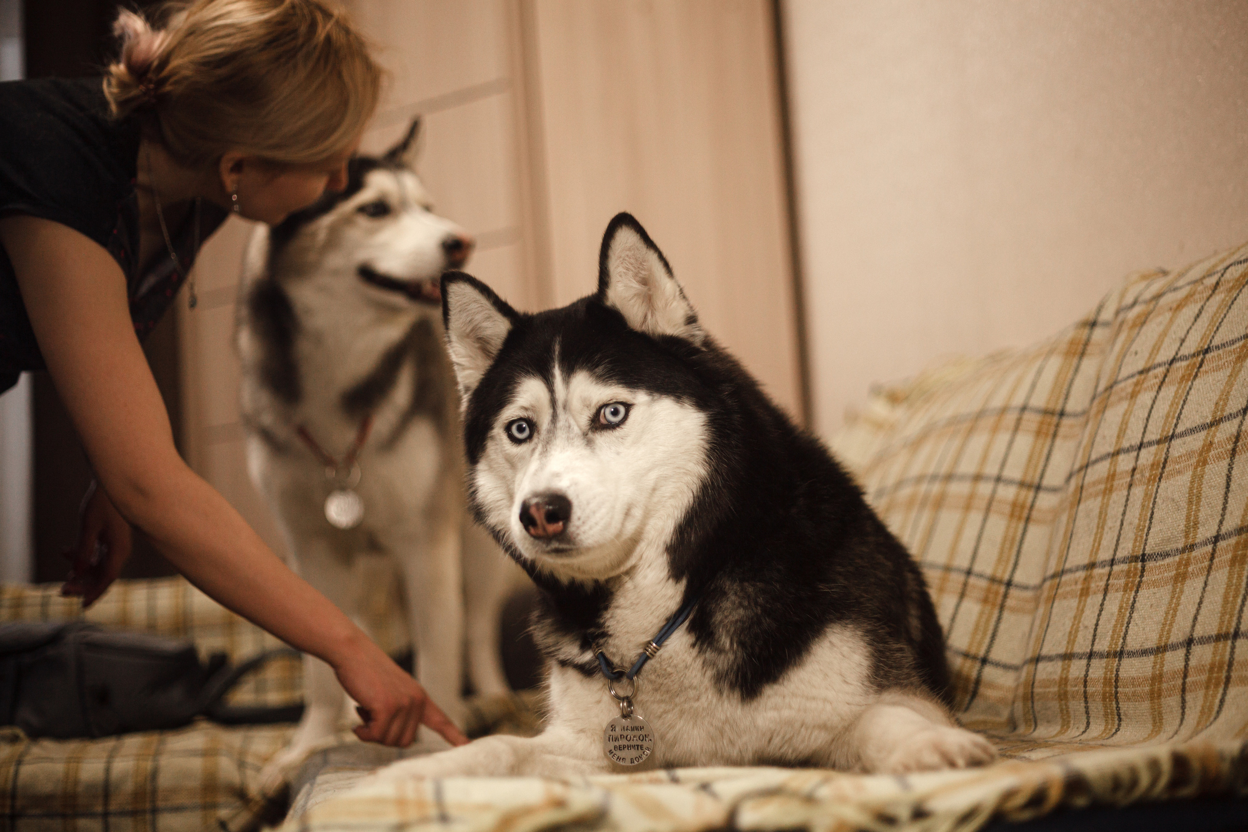 Киба и Аки. Фотограф-анималист Татьяна Степанова