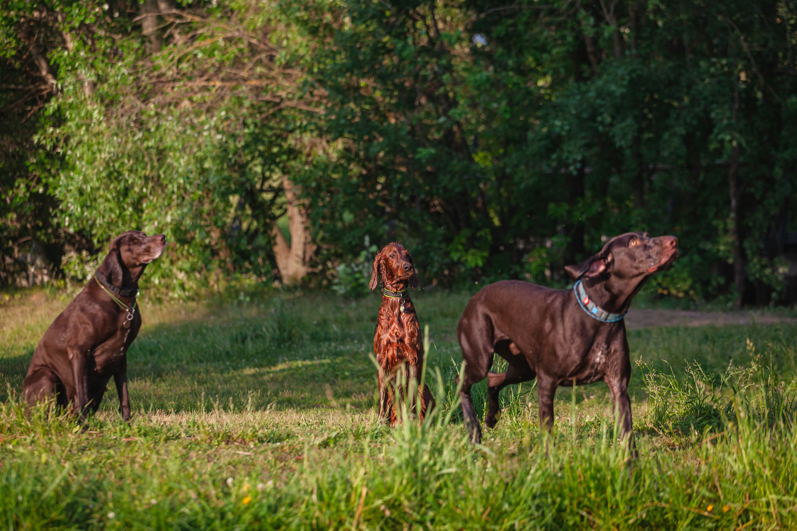Рассветная съемка в ПКИО Северное Тушино. Фотограф-анималист Татьяна Степанова