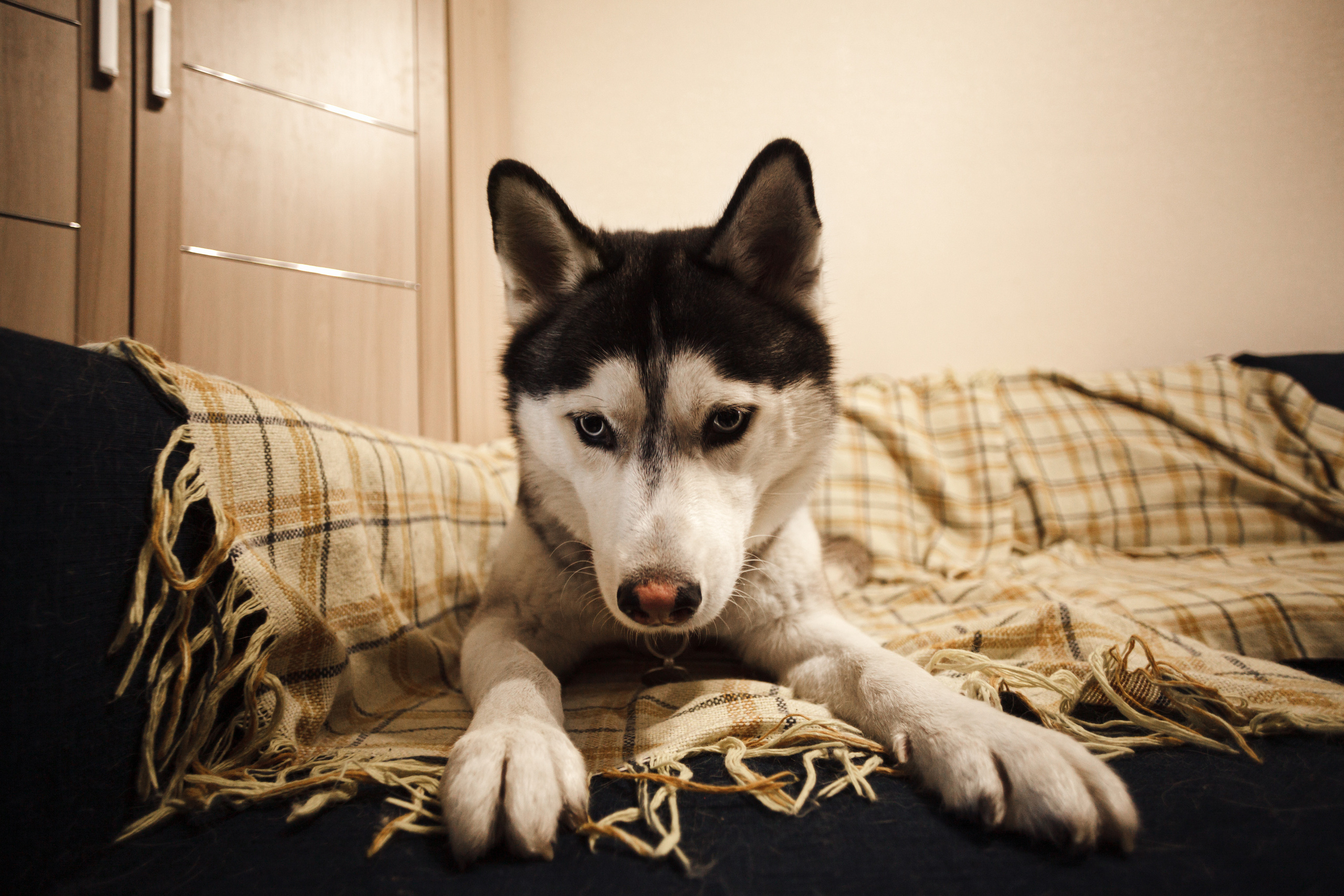 Киба и Аки. Фотограф-анималист Татьяна Степанова