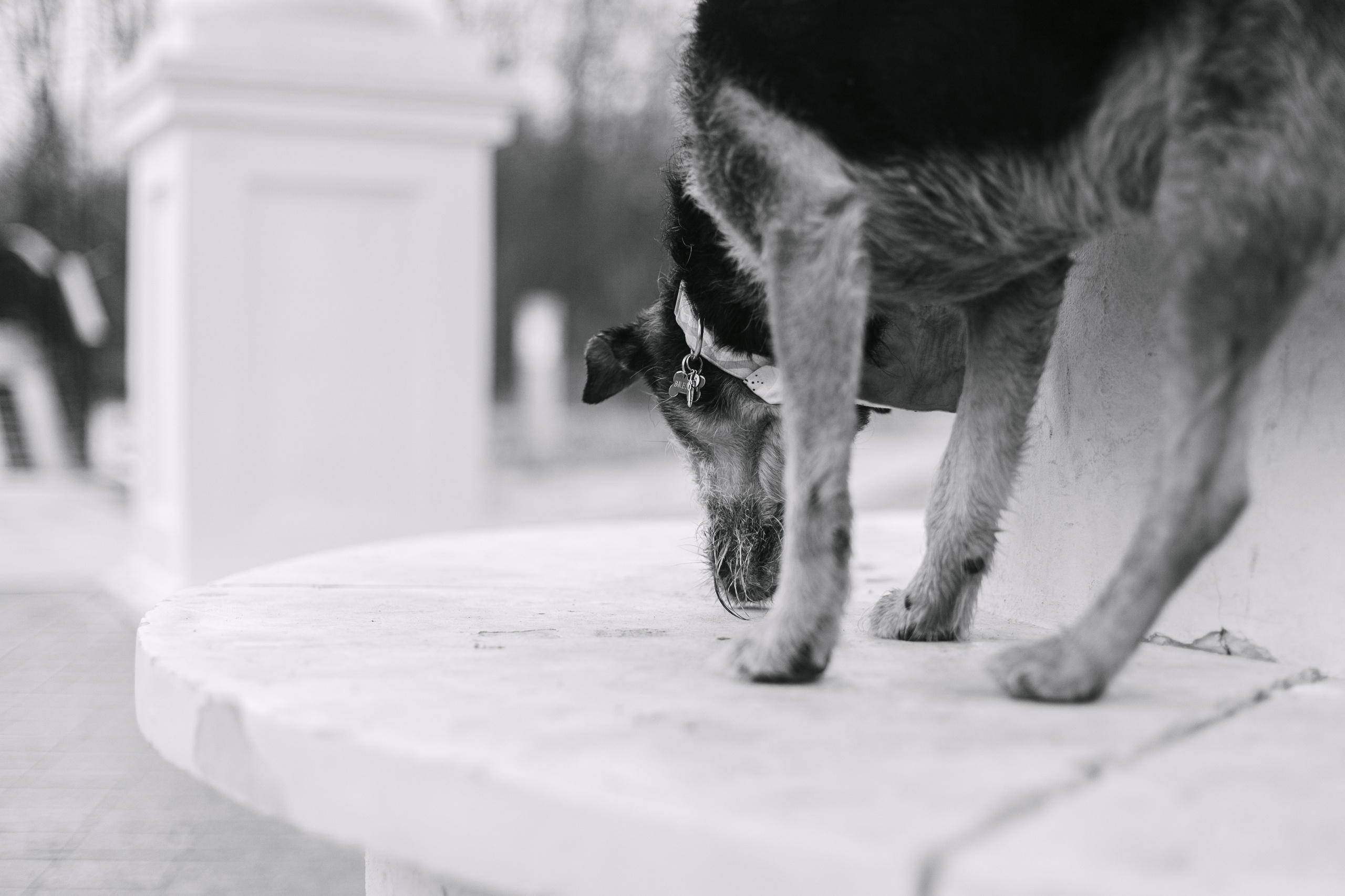 Лиза и Бренда. Фотограф-анималист Татьяна Степанова