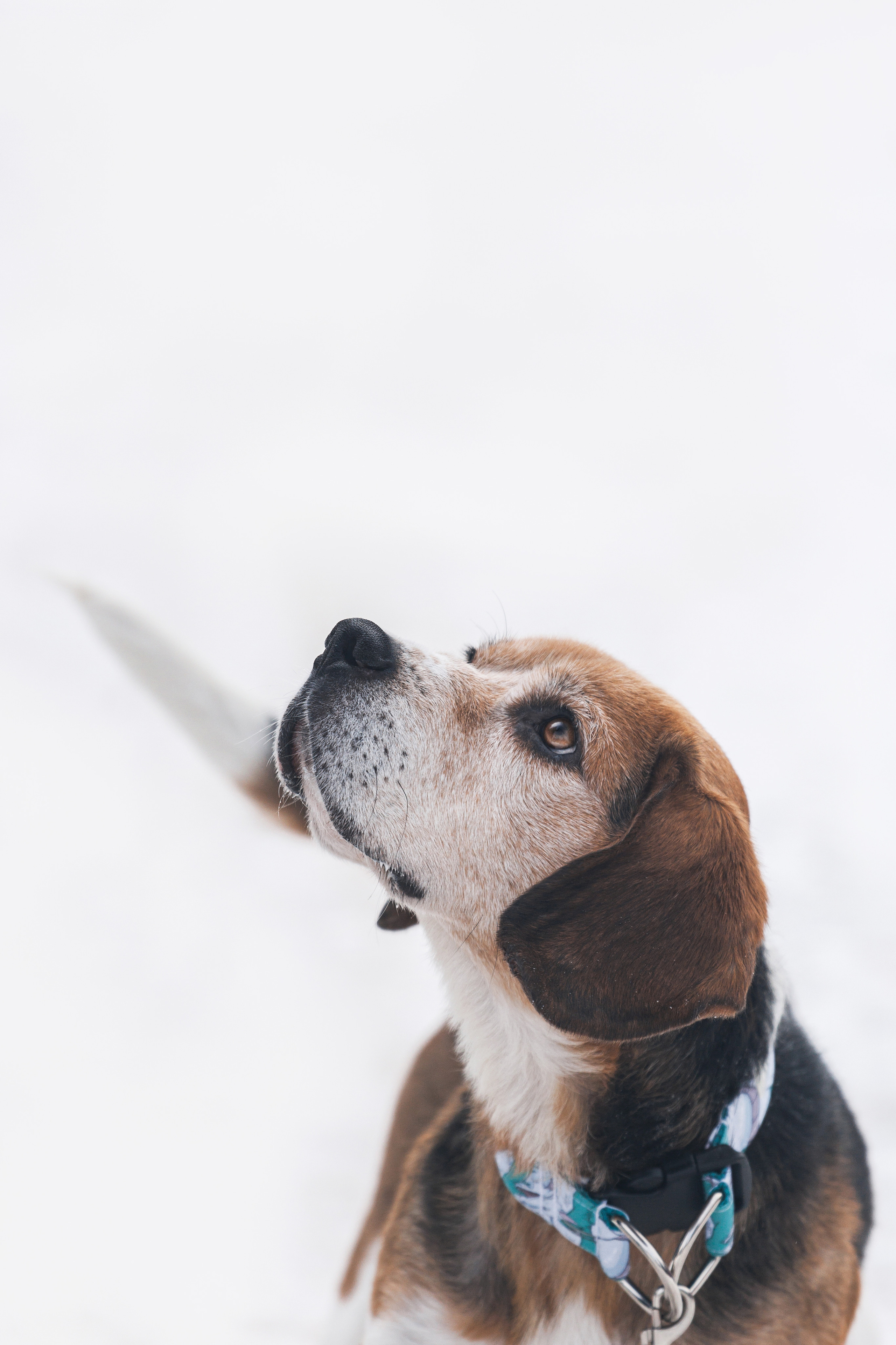 Группа помощи Дом для бигля 2023. Фотограф-анималист Татьяна Степанова