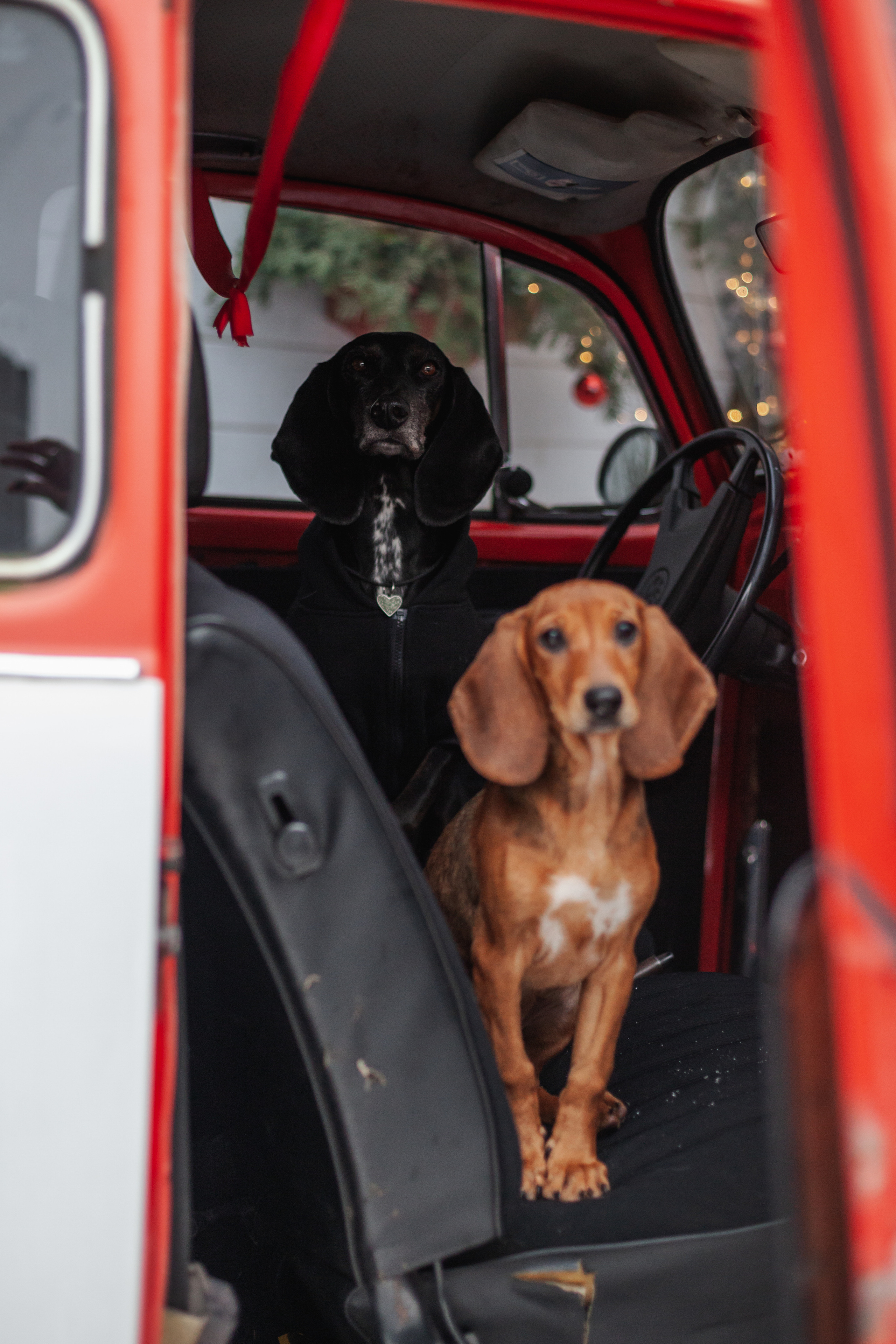 Новогодняя серия с ретромашиной. Фотограф-анималист Татьяна Степанова