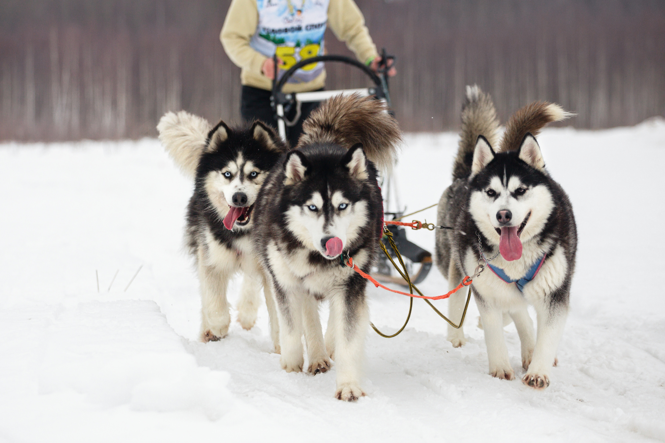 Холодные игры 28 февраля 2022. Фотограф-анималист Татьяна Степанова