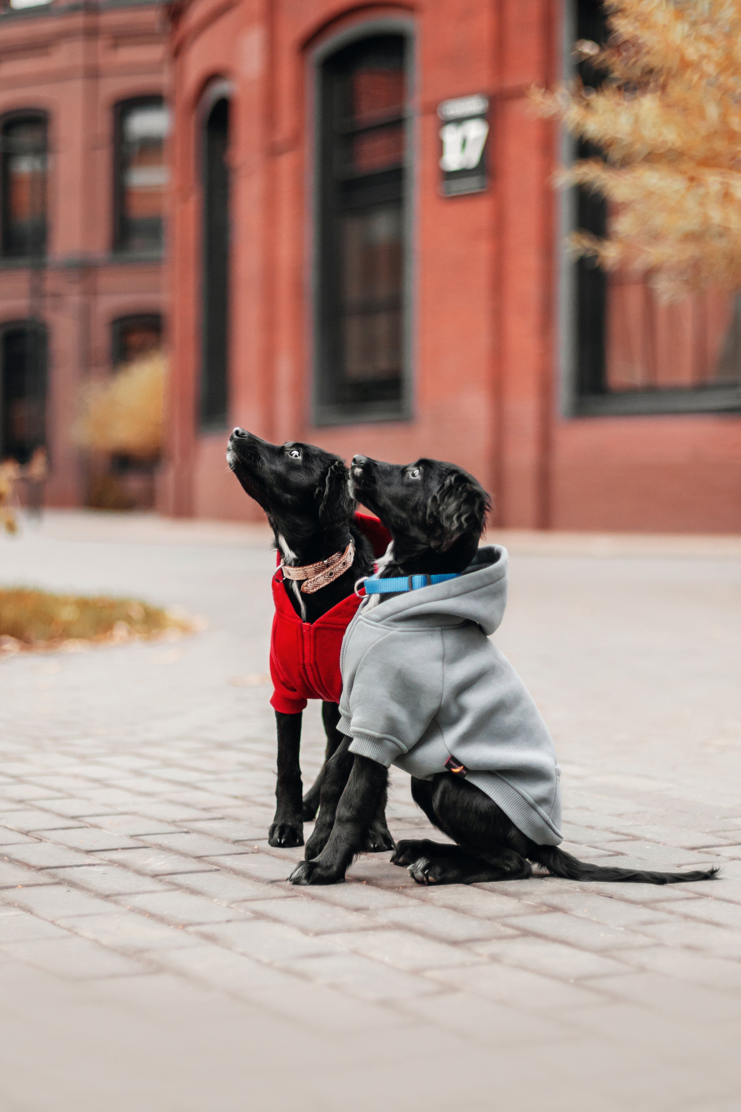 Пара щенков 2022. Фотограф-анималист Татьяна Степанова