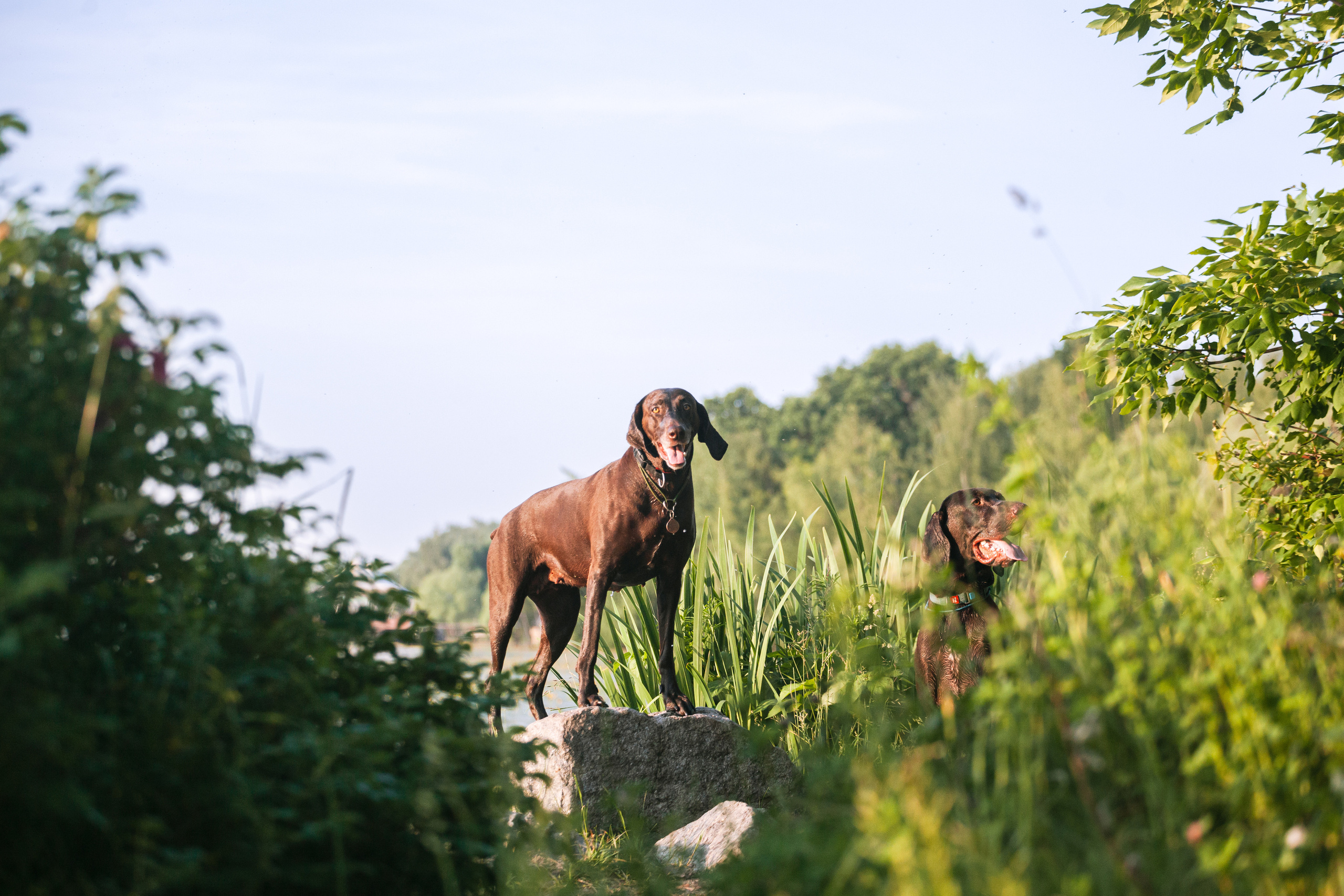 Рассветная съемка в ПКИО Северное Тушино. Фотограф-анималист Татьяна Степанова