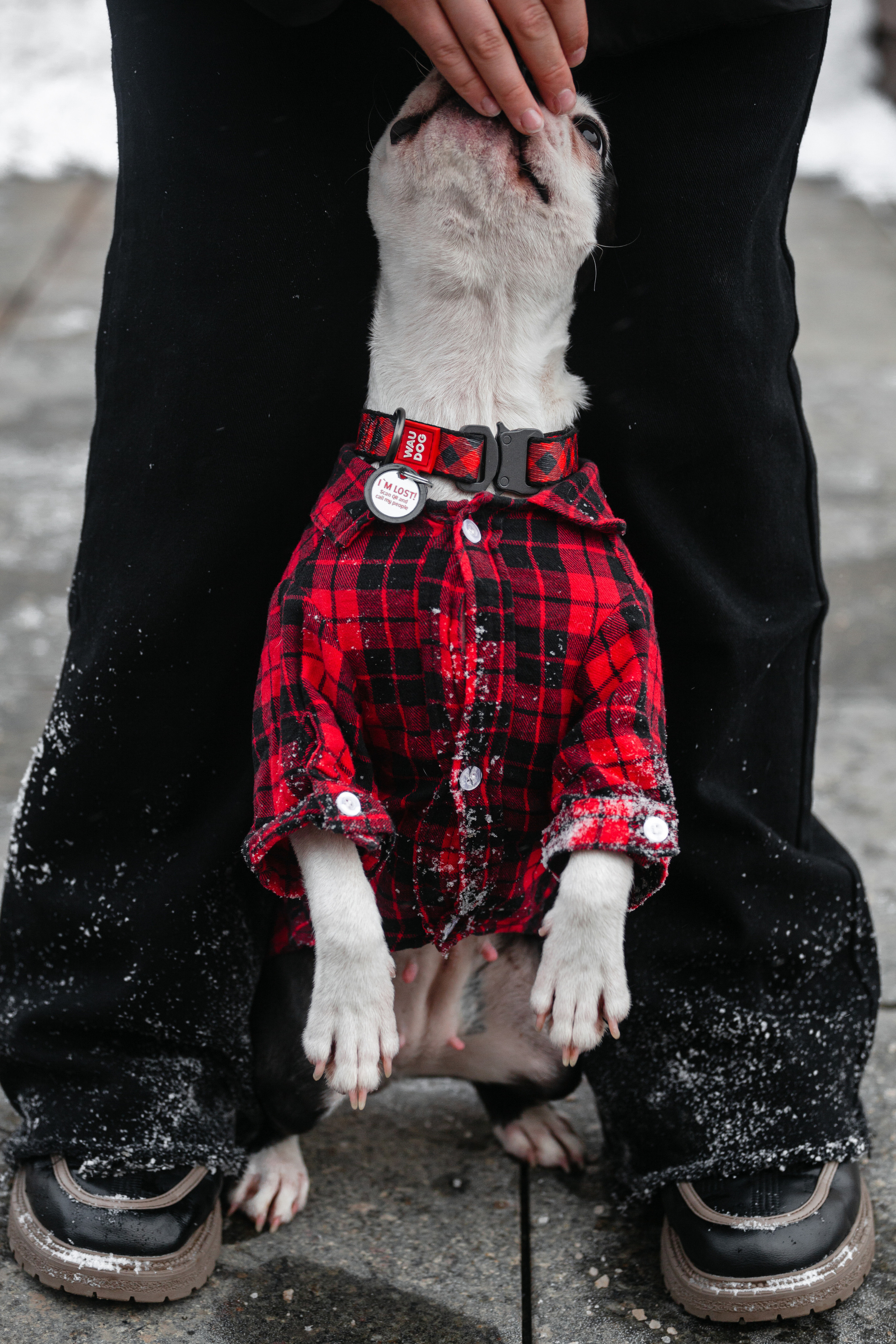 Василиса и Мира Кузнецкий мост. Фотограф-анималист Татьяна Степанова