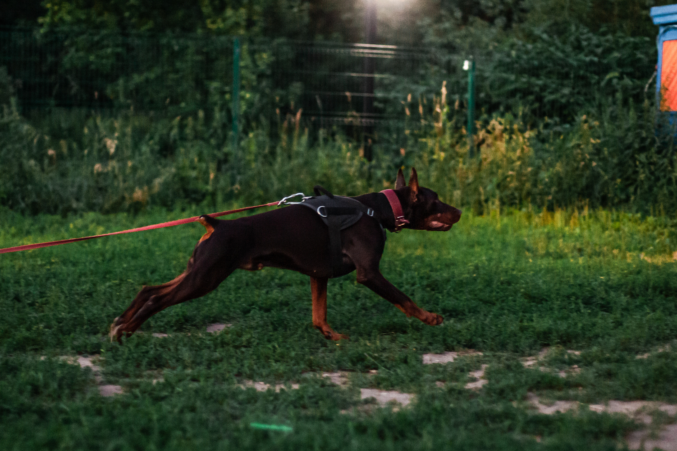 Занятие ЗКС+Выборка 2022. Фотограф-анималист Татьяна Степанова