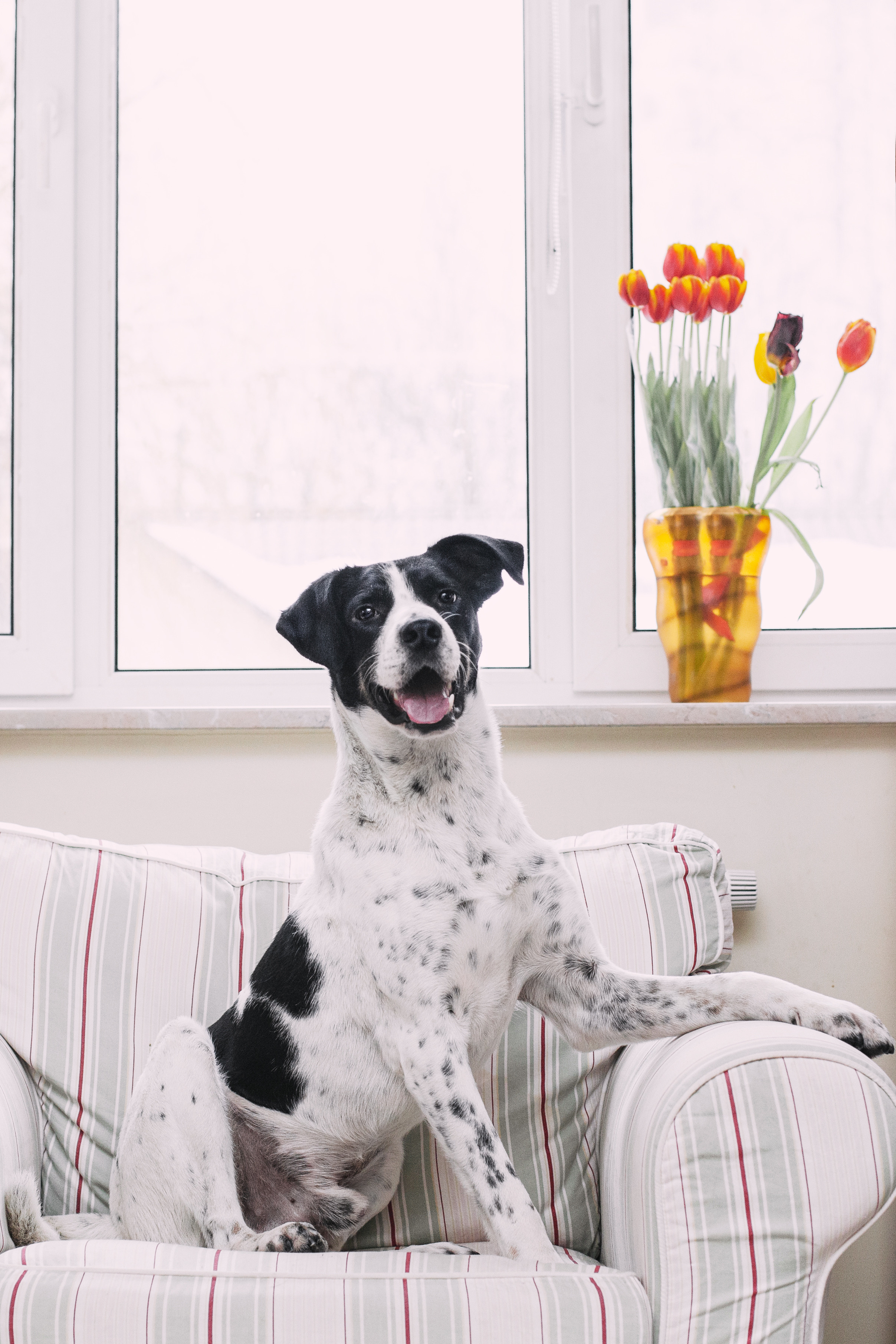 Домашняя съемка 2 собак и кошки 2023. Фотограф-анималист Татьяна Степанова