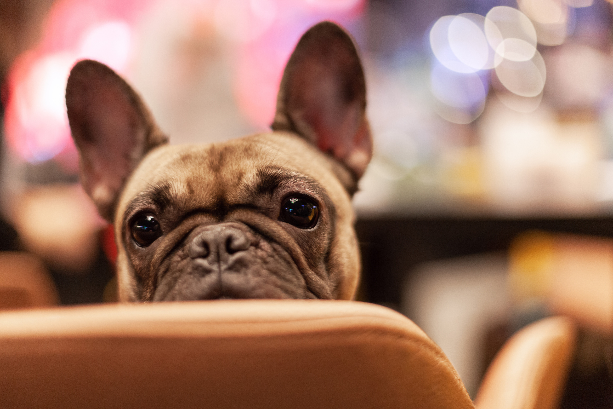 Бульелка 2022. Фотограф-анималист Татьяна Степанова