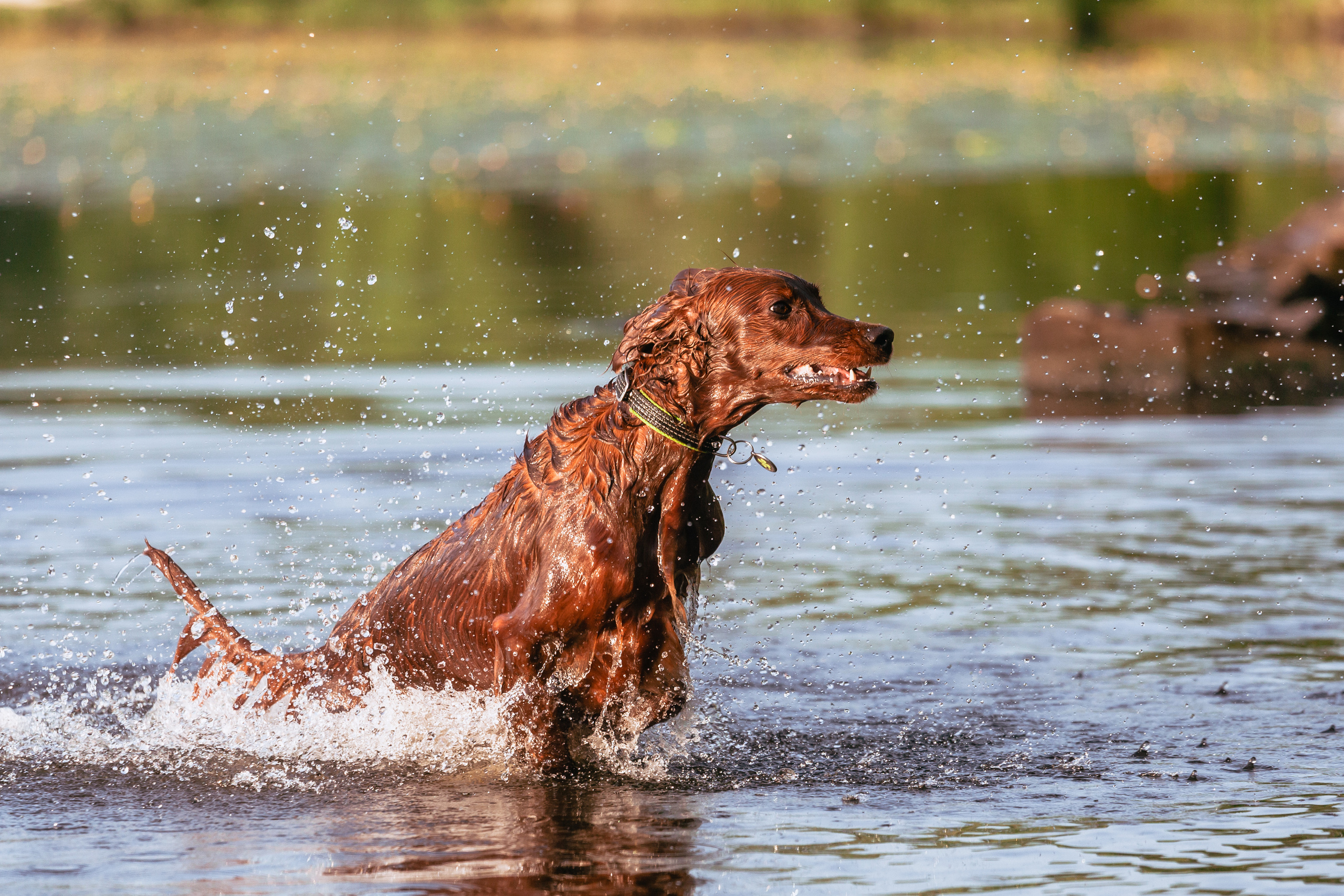 Рассветная съемка в ПКИО Северное Тушино. Фотограф-анималист Татьяна Степанова