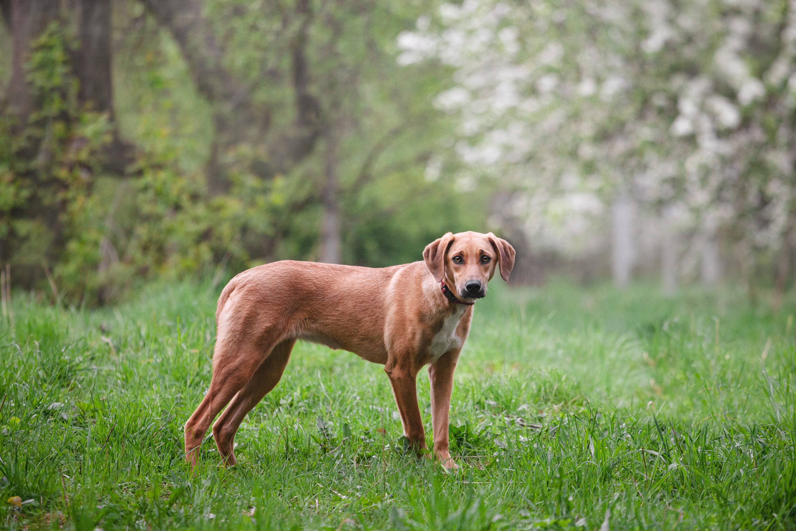 Съемка 3 собак в цветении 2023. Фотограф-анималист Татьяна Степанова