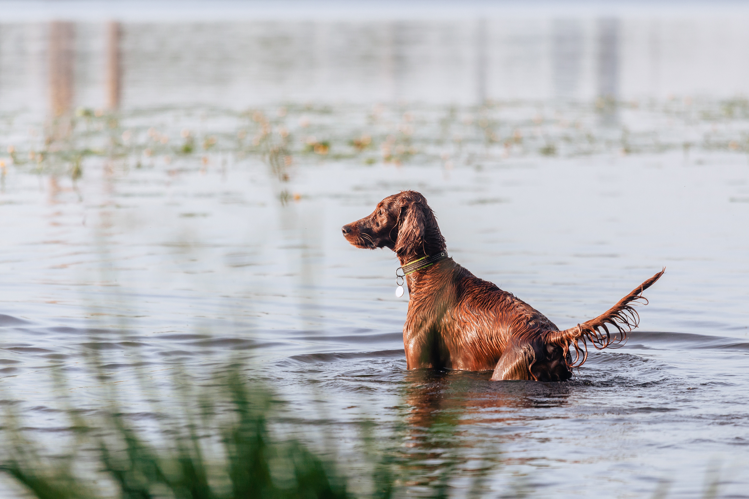 Рассветная съемка в ПКИО Северное Тушино. Фотограф-анималист Татьяна Степанова
