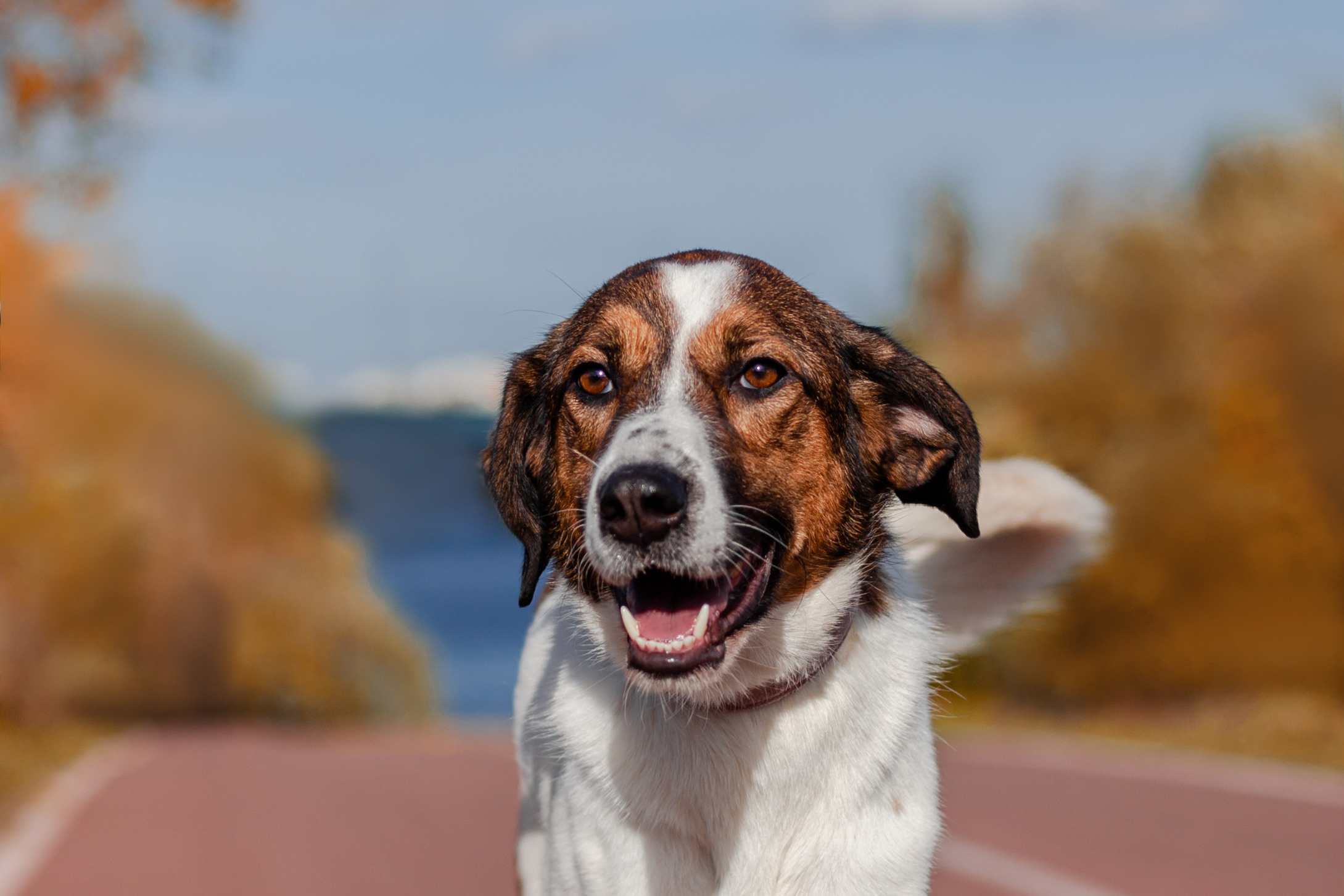 Барон и Лара 2022. Фотограф-анималист Татьяна Степанова
