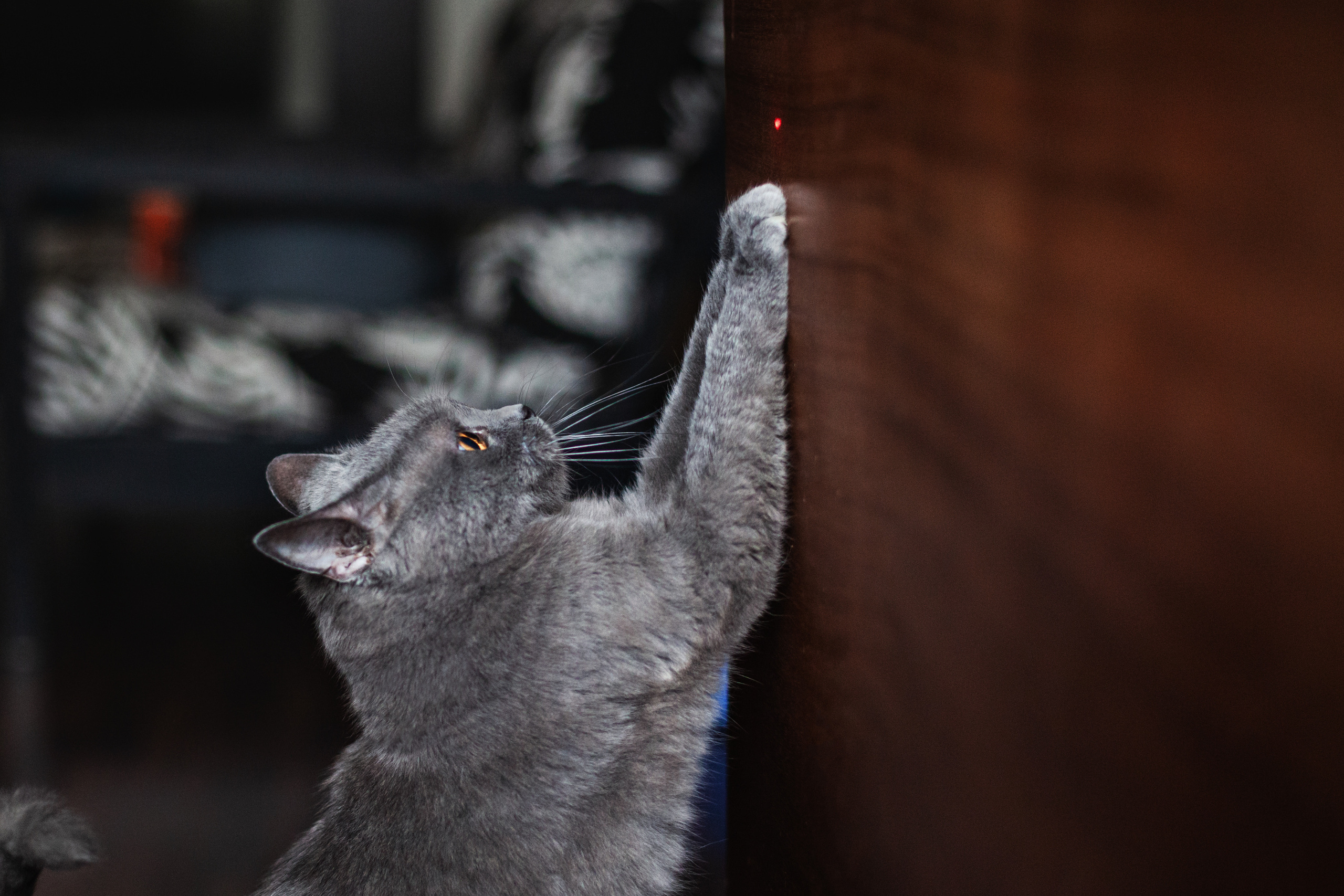 Кристи 2022. Фотограф-анималист Татьяна Степанова