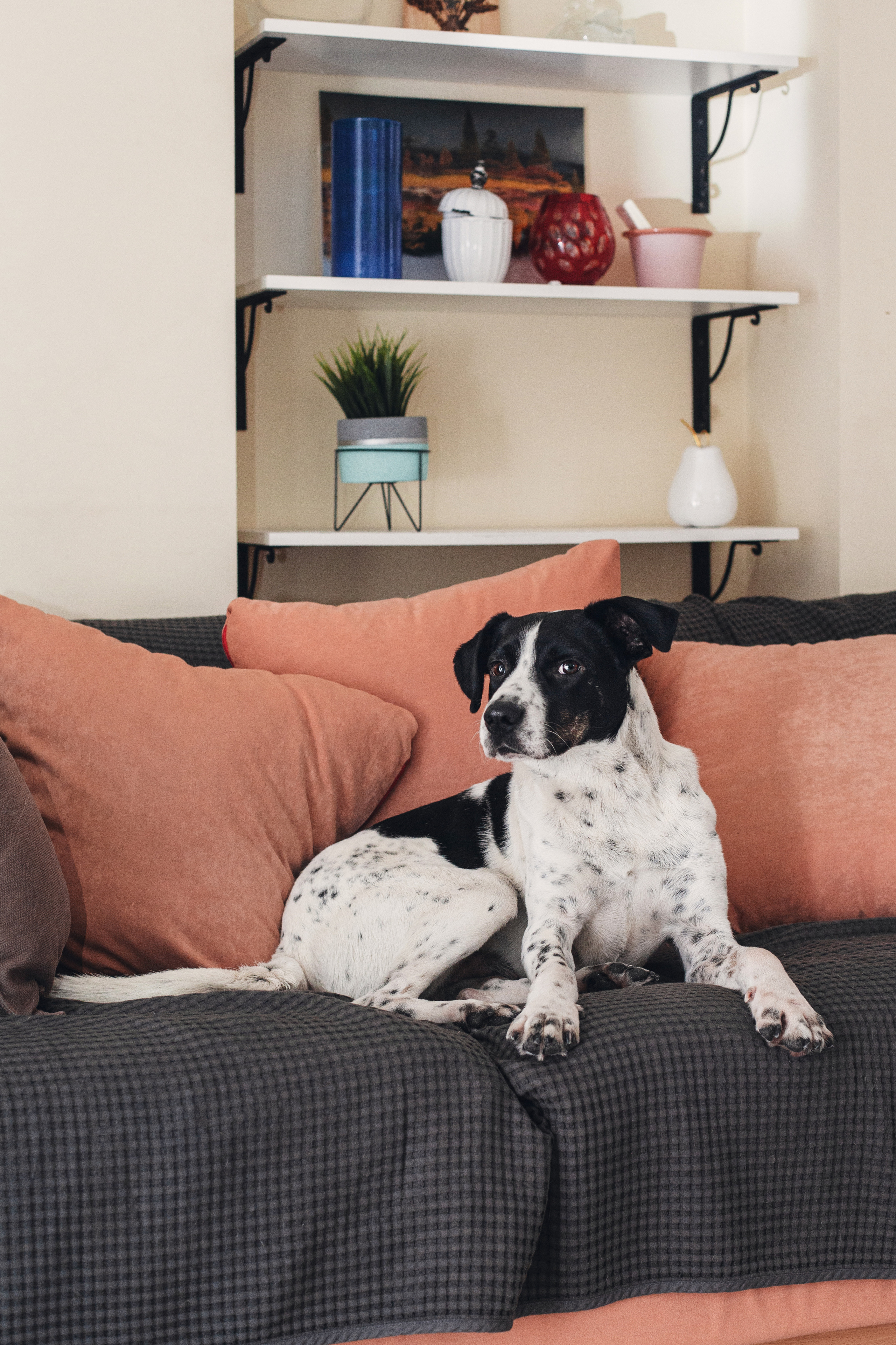 Домашняя съемка 2 собак и кошки 2023. Фотограф-анималист Татьяна Степанова