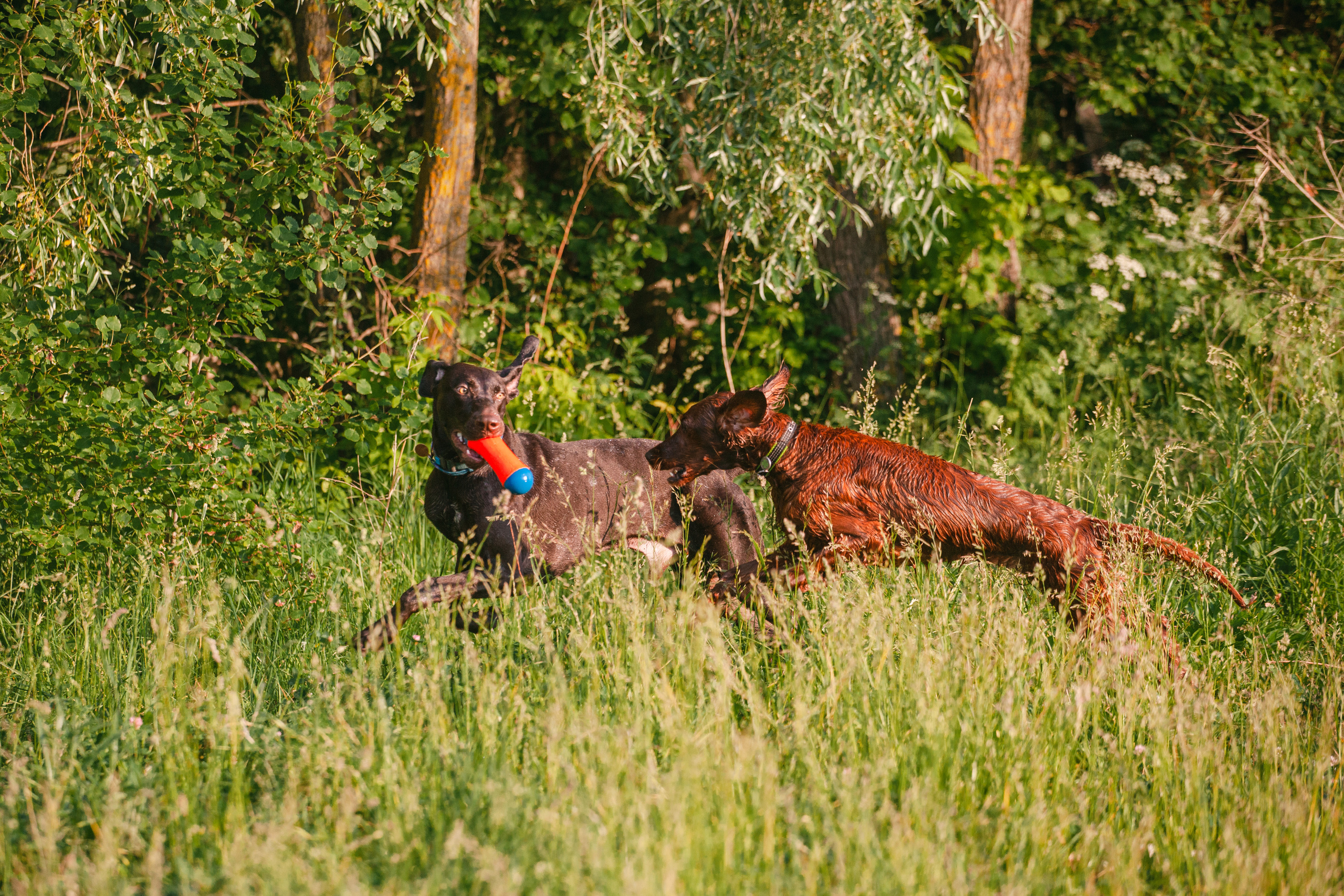 Рассветная съемка в ПКИО Северное Тушино. Фотограф-анималист Татьяна Степанова