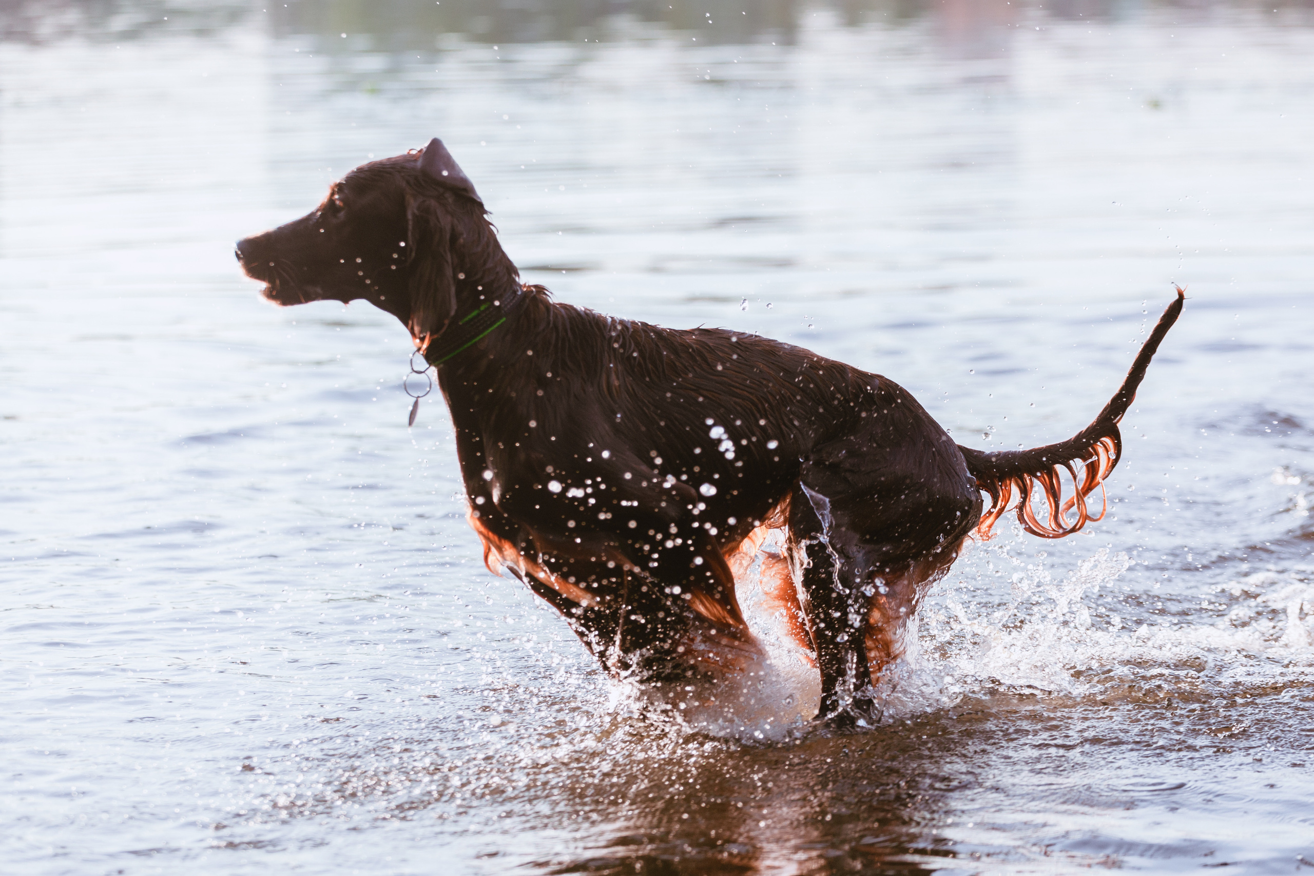 Рассветная съемка в ПКИО Северное Тушино. Фотограф-анималист Татьяна Степанова