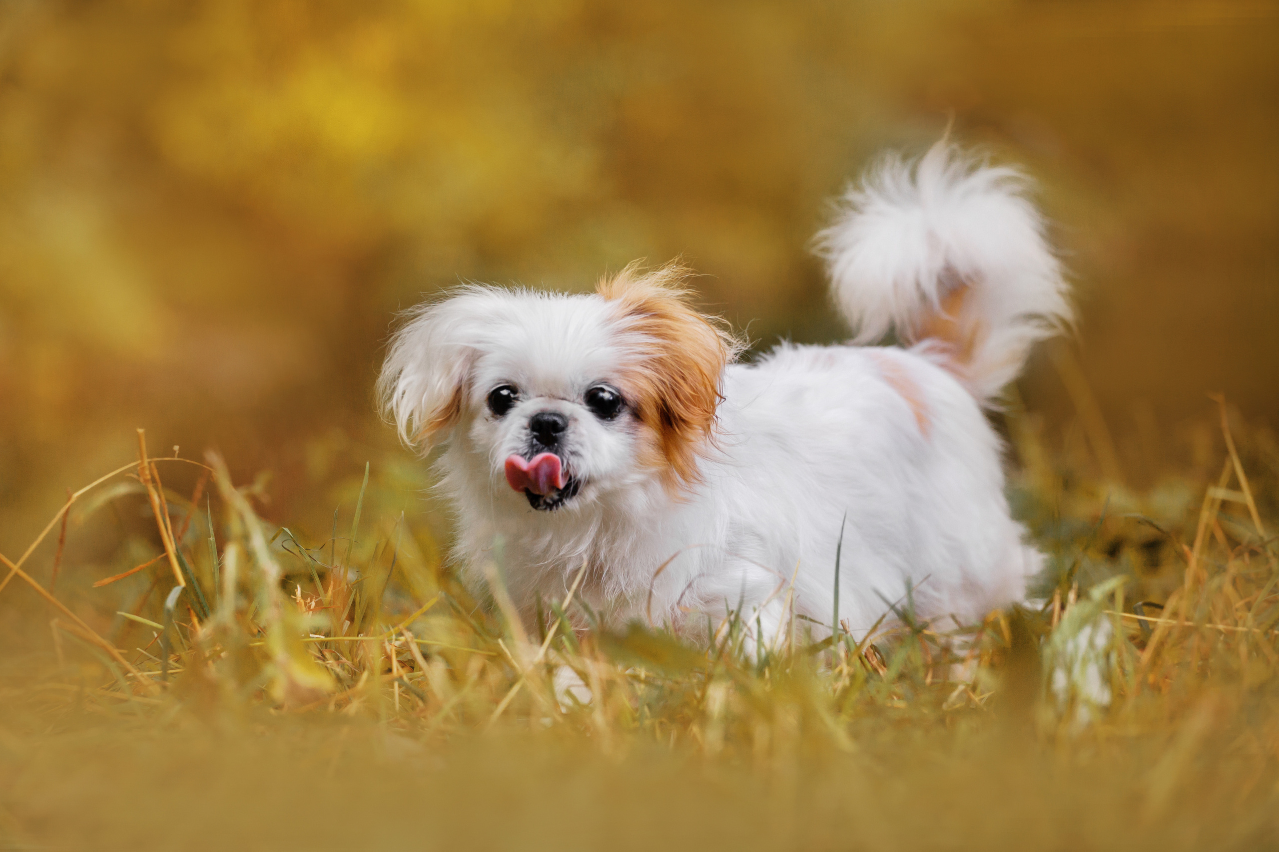 Лукас и Бусинка 2022. Фотограф-анималист Татьяна Степанова