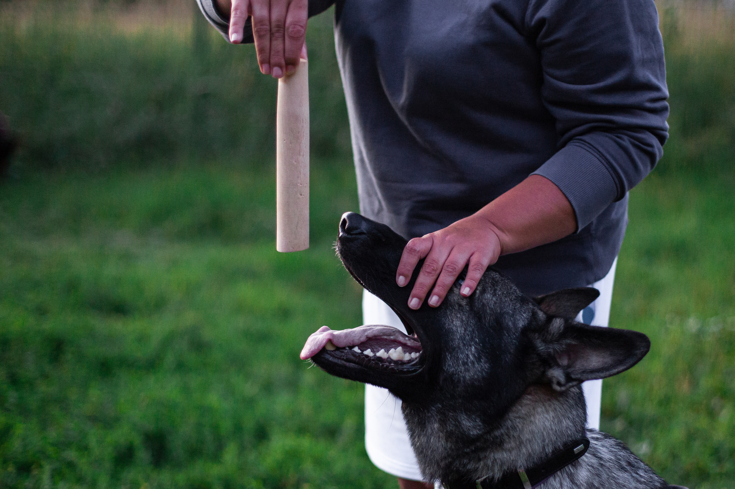 Занятие ЗКС+Выборка 2022. Фотограф-анималист Татьяна Степанова