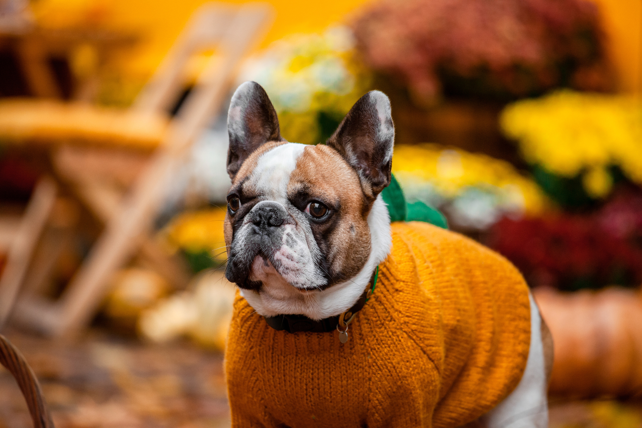 Съемка с ретро автобусом. Фотограф-анималист Татьяна Степанова