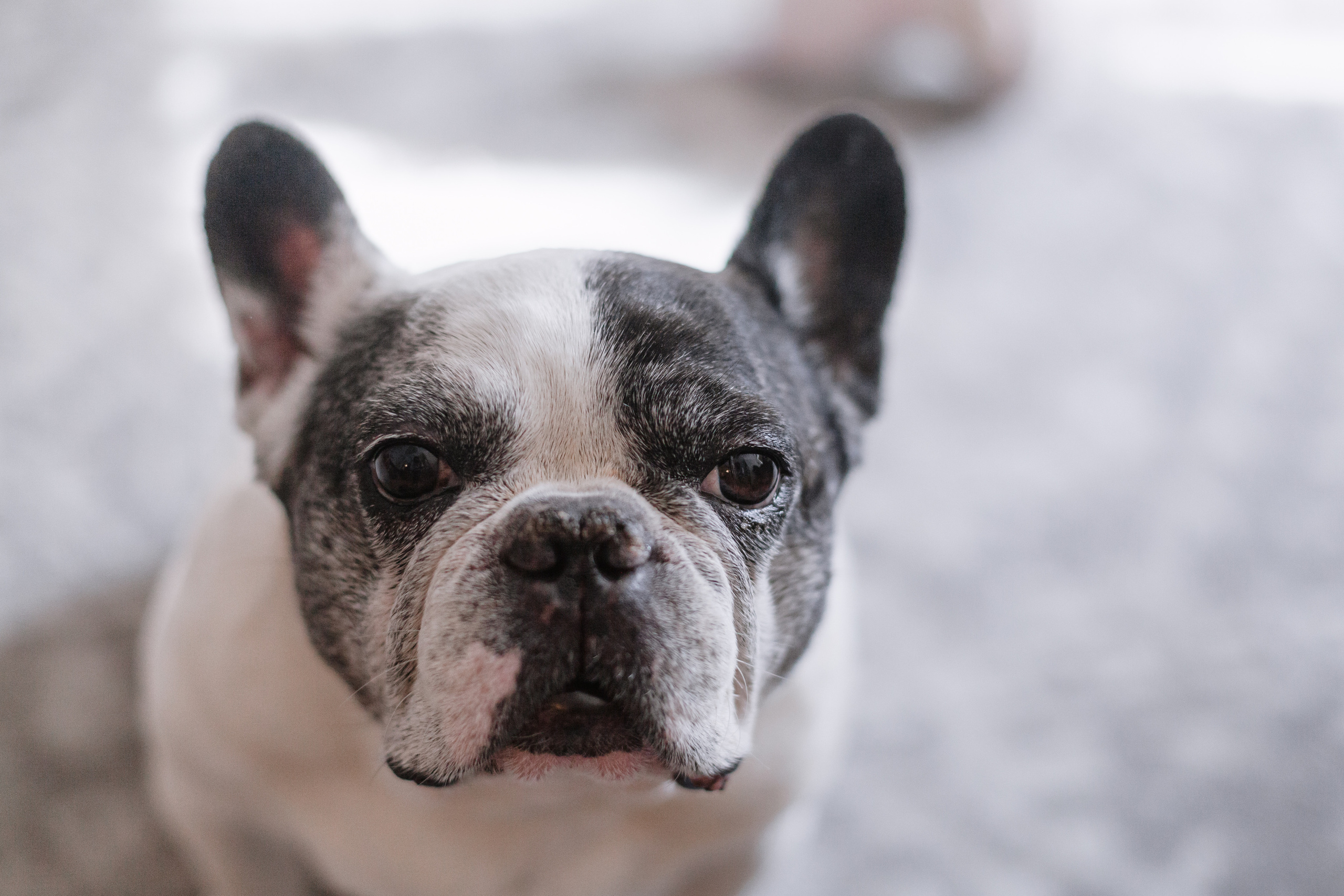 Семейная домашняя фотосессия. Фотограф-анималист Татьяна Степанова