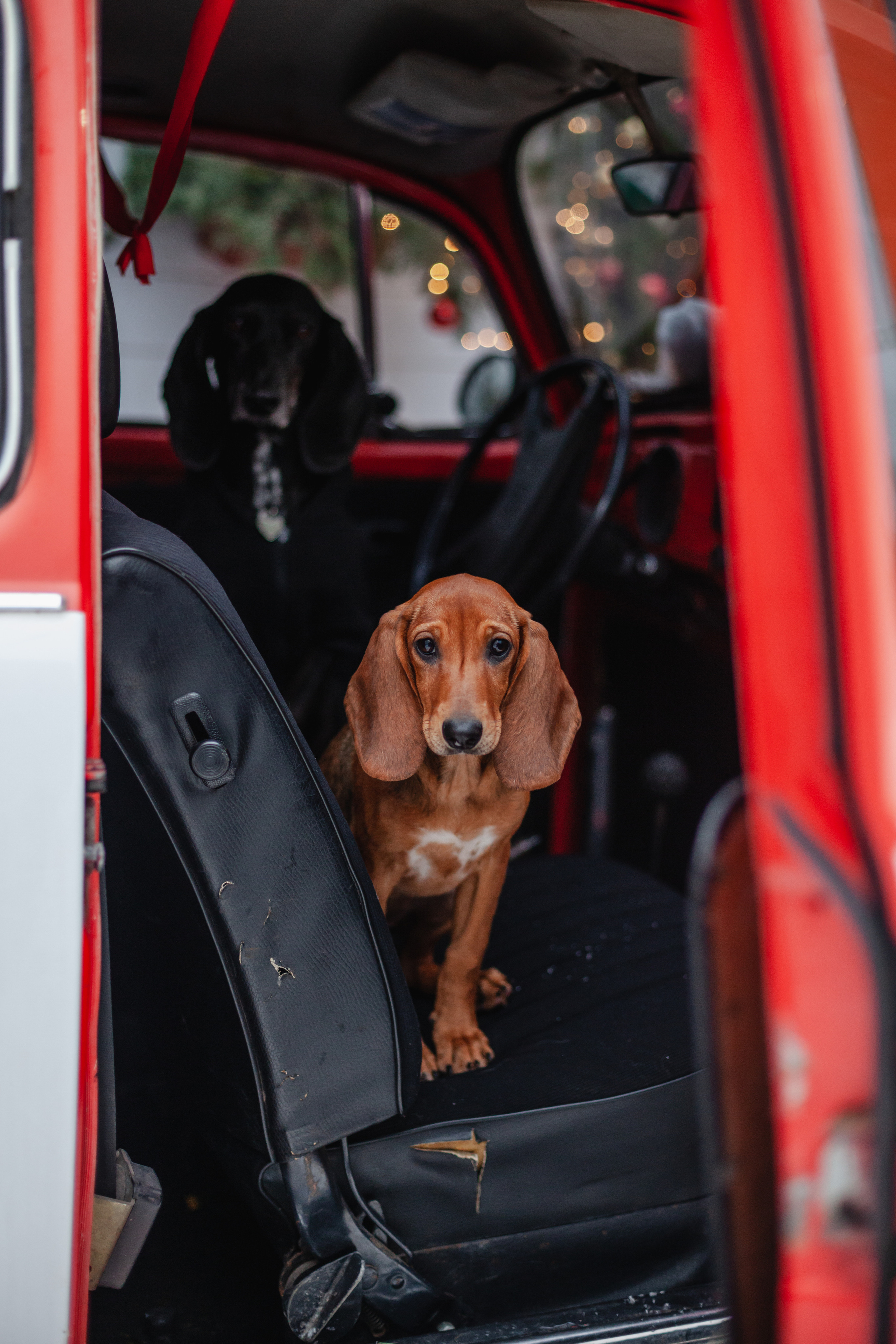 Новогодняя серия с ретромашиной. Фотограф-анималист Татьяна Степанова