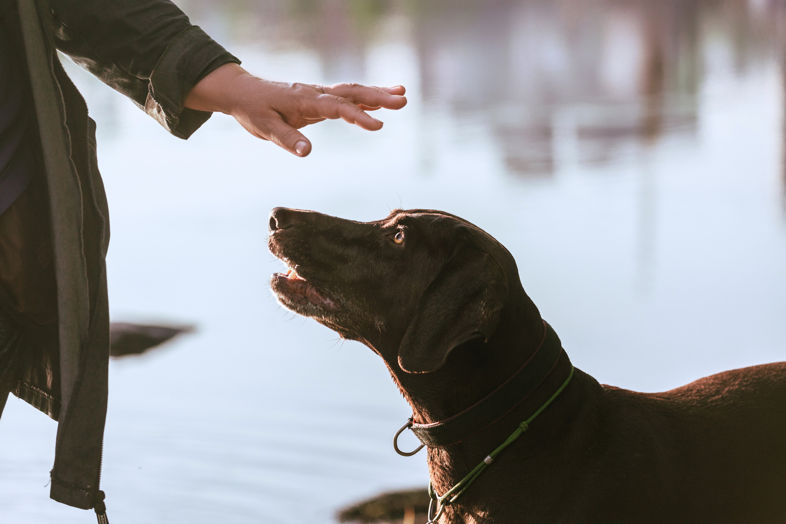 Рассветная съемка в ПКИО Северное Тушино. Фотограф-анималист Татьяна Степанова
